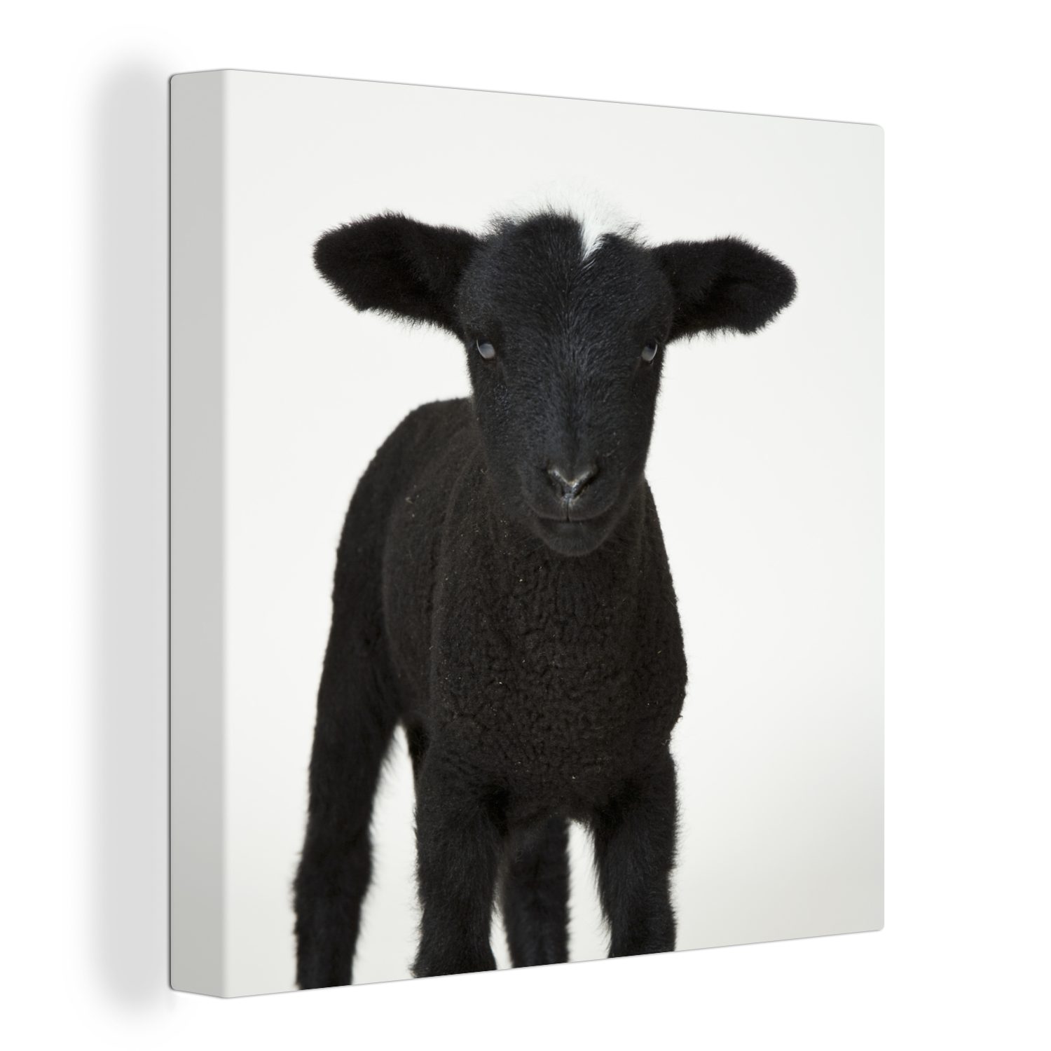 OneMillionCanvasses® Leinwandbild Schönes schwarzes Lamm auf weißem Hintergrund, (1 St), Leinwand Bilder für Wohnzimmer Schlafzimmer