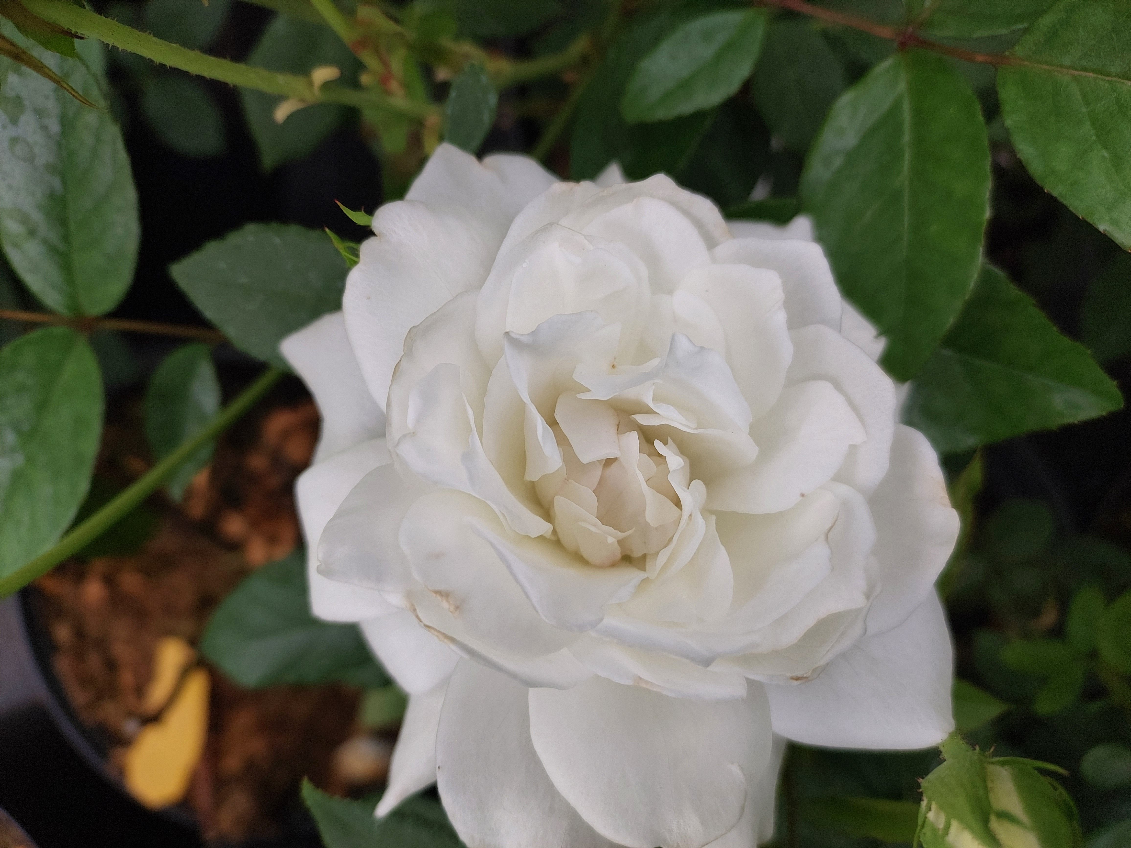 Baumschule Gold Rose Schneewittchen Rose weiß blühend
