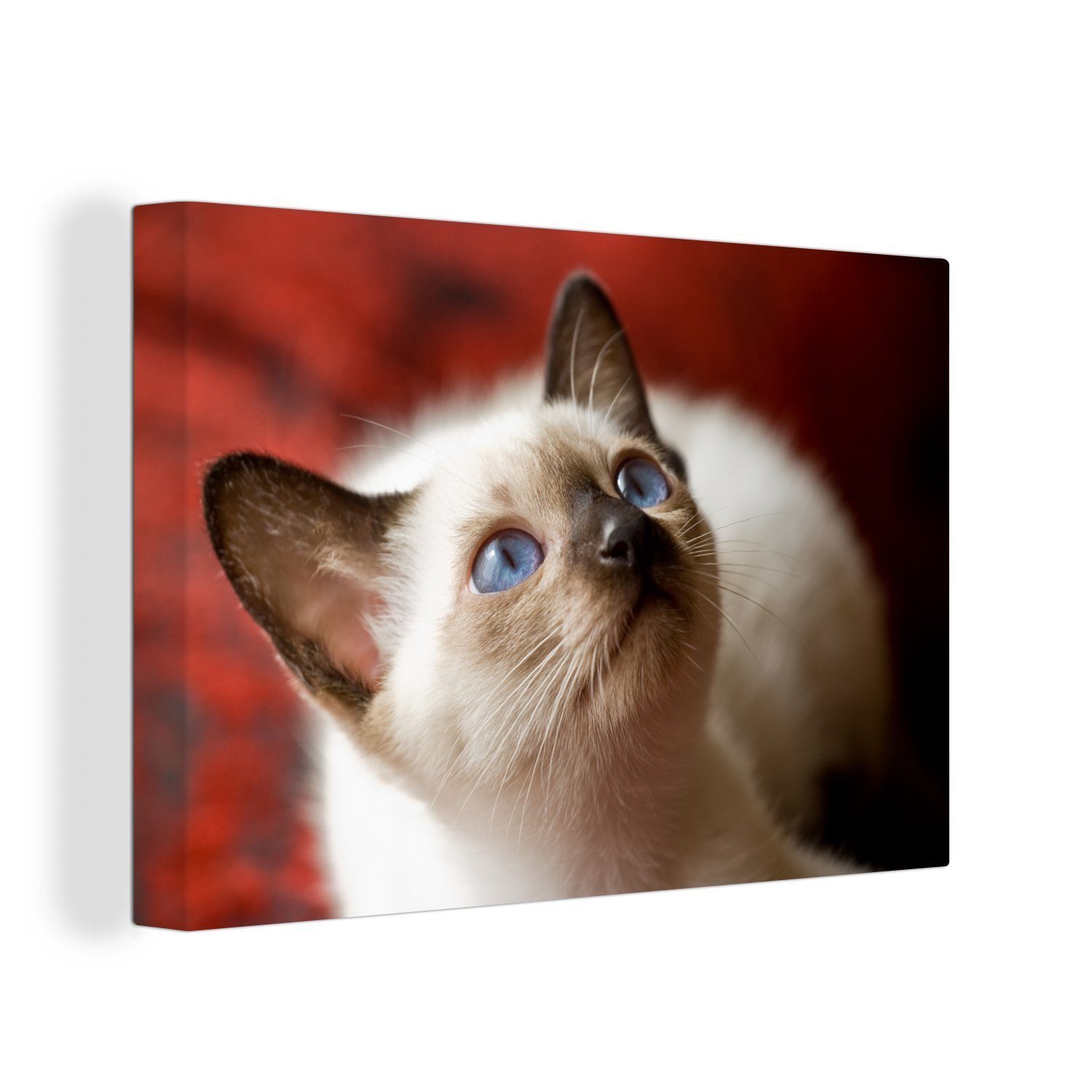 OneMillionCanvasses® Leinwandbild Junge Siamkatze schaut auf, (1 St), Wandbild Leinwandbilder, Aufhängefertig, Wanddeko, 30x20 cm