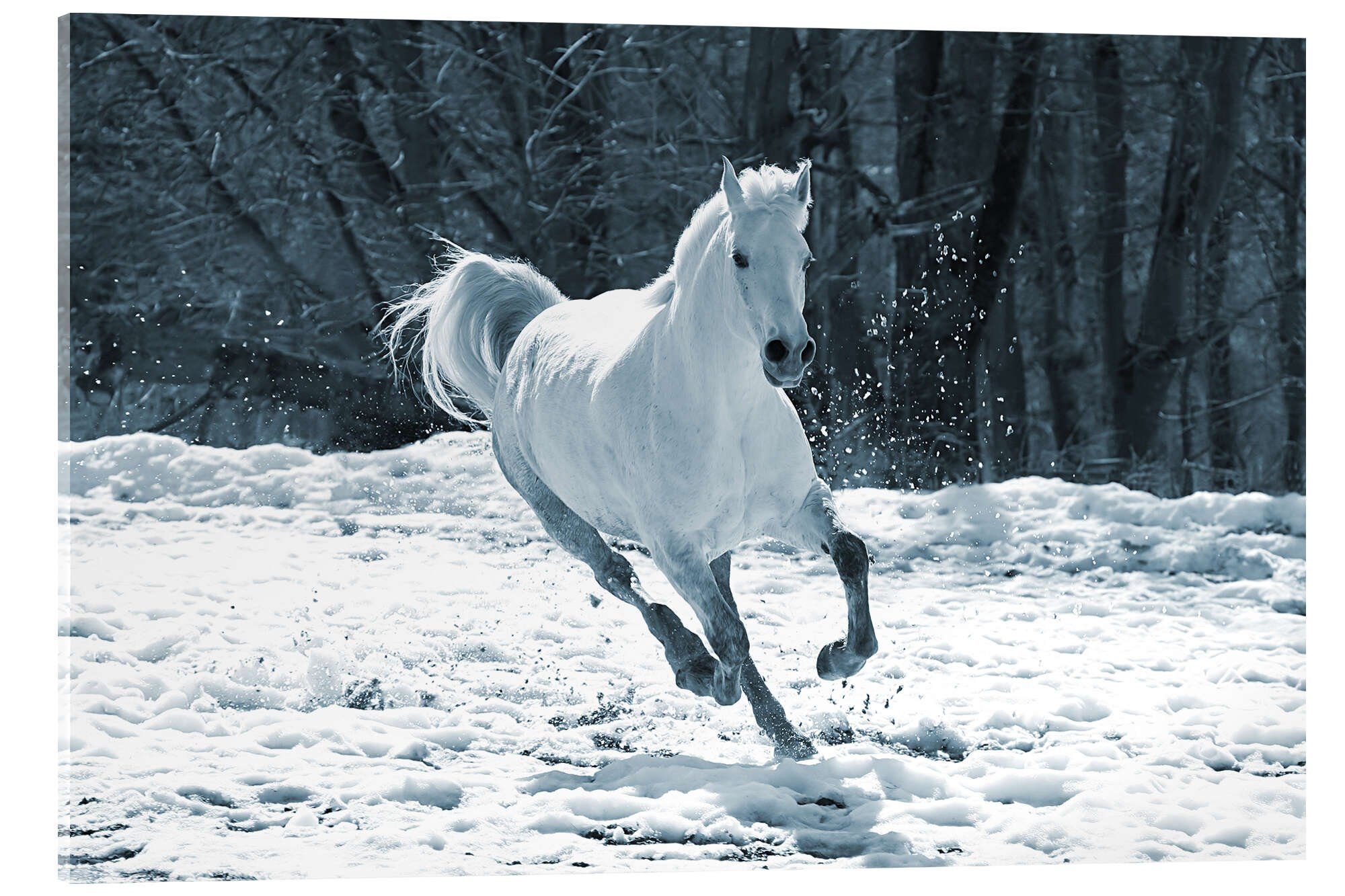 Posterlounge Wandbild Schimmelstute im Schnee, Editors Choice, erhältlich als Poster, Leinwandbild, Wandsticker oder Acrylglasbild