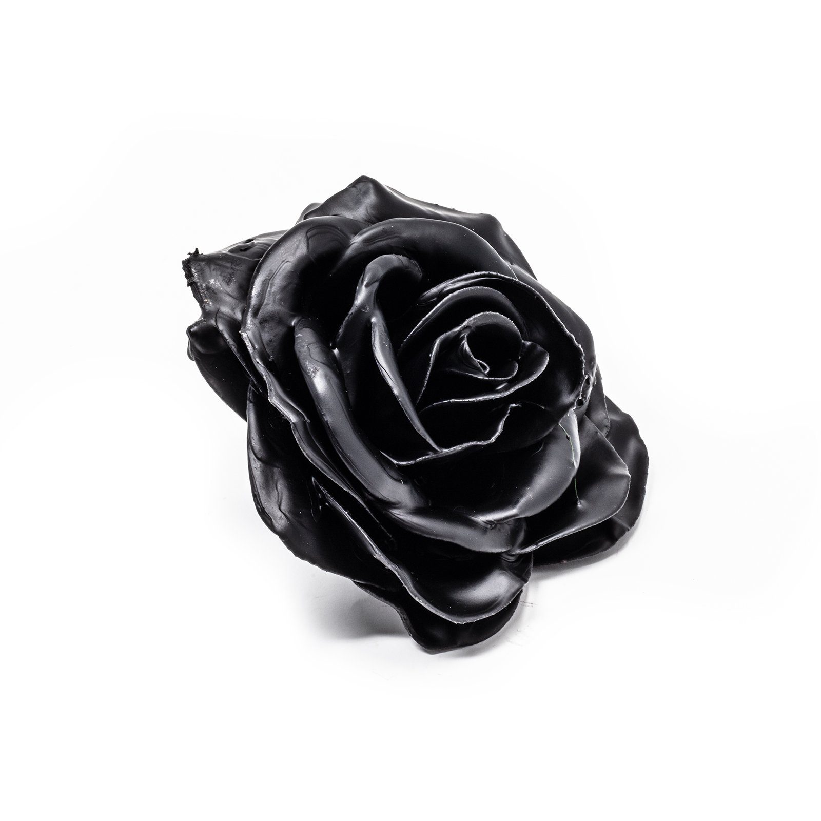 Trockenblume 10er-Set Wachsrose - Höhe Primera, 20 cm Black
