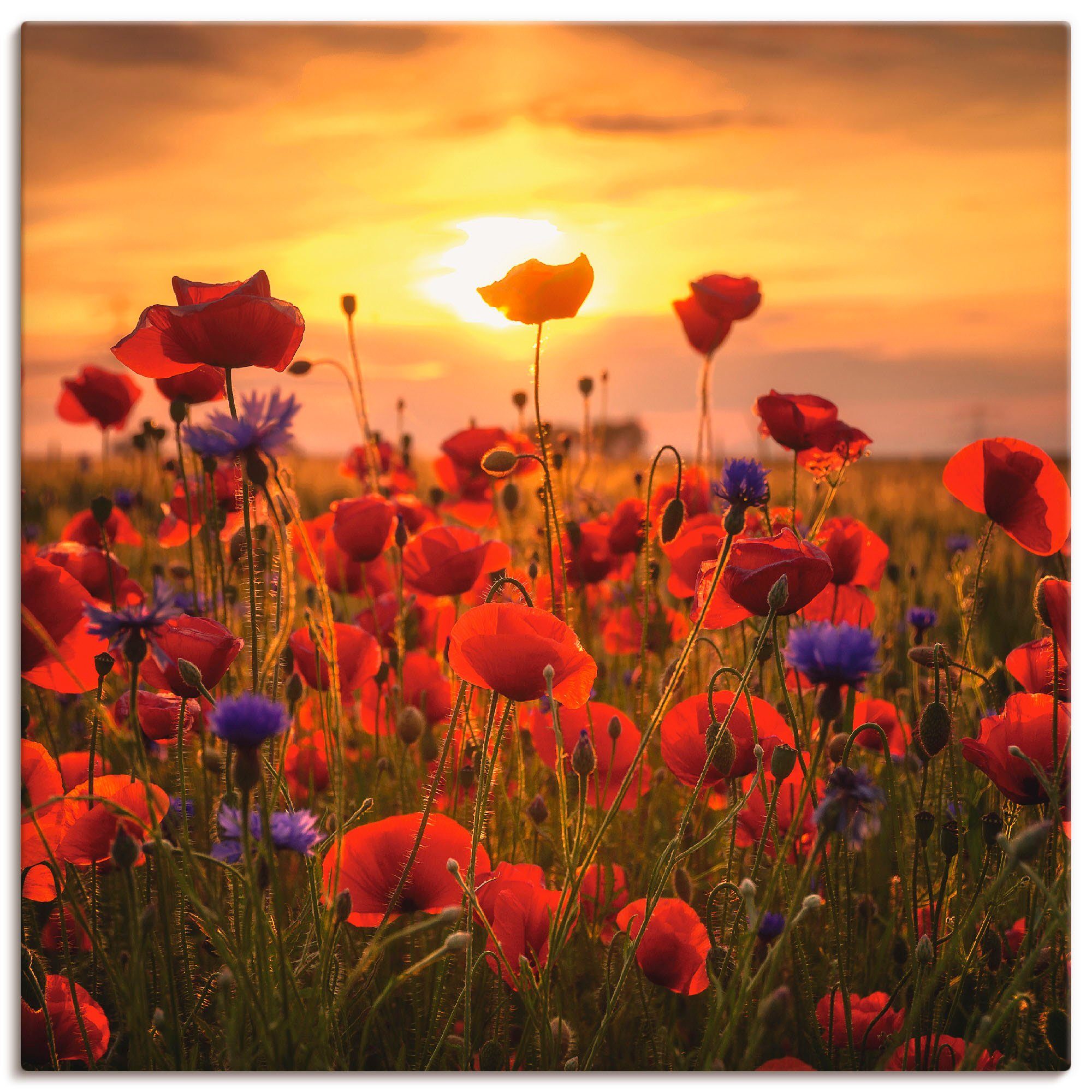Artland Leinwandbild Mohnblumen im Abendlicht, Blumen (1 St), auf Holzrahmen gespannt
