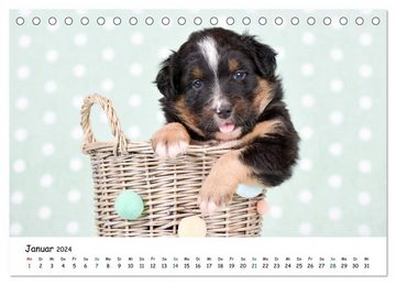 CALVENDO Wandkalender Baby Pfoten (Tischkalender 2024 DIN A5 quer), CALVENDO Monatskalender