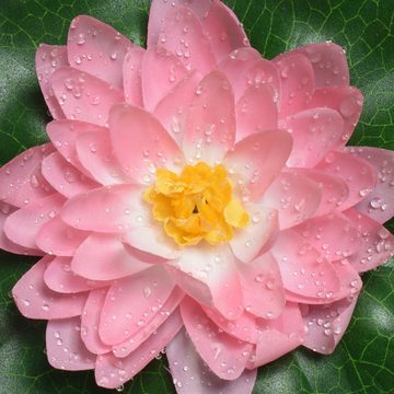 Kunstblume Seerose mit Wassertropfen Lotusblume Lotusblüte Teichblume schwimmend, MARELIDA, Höhe 4 cm