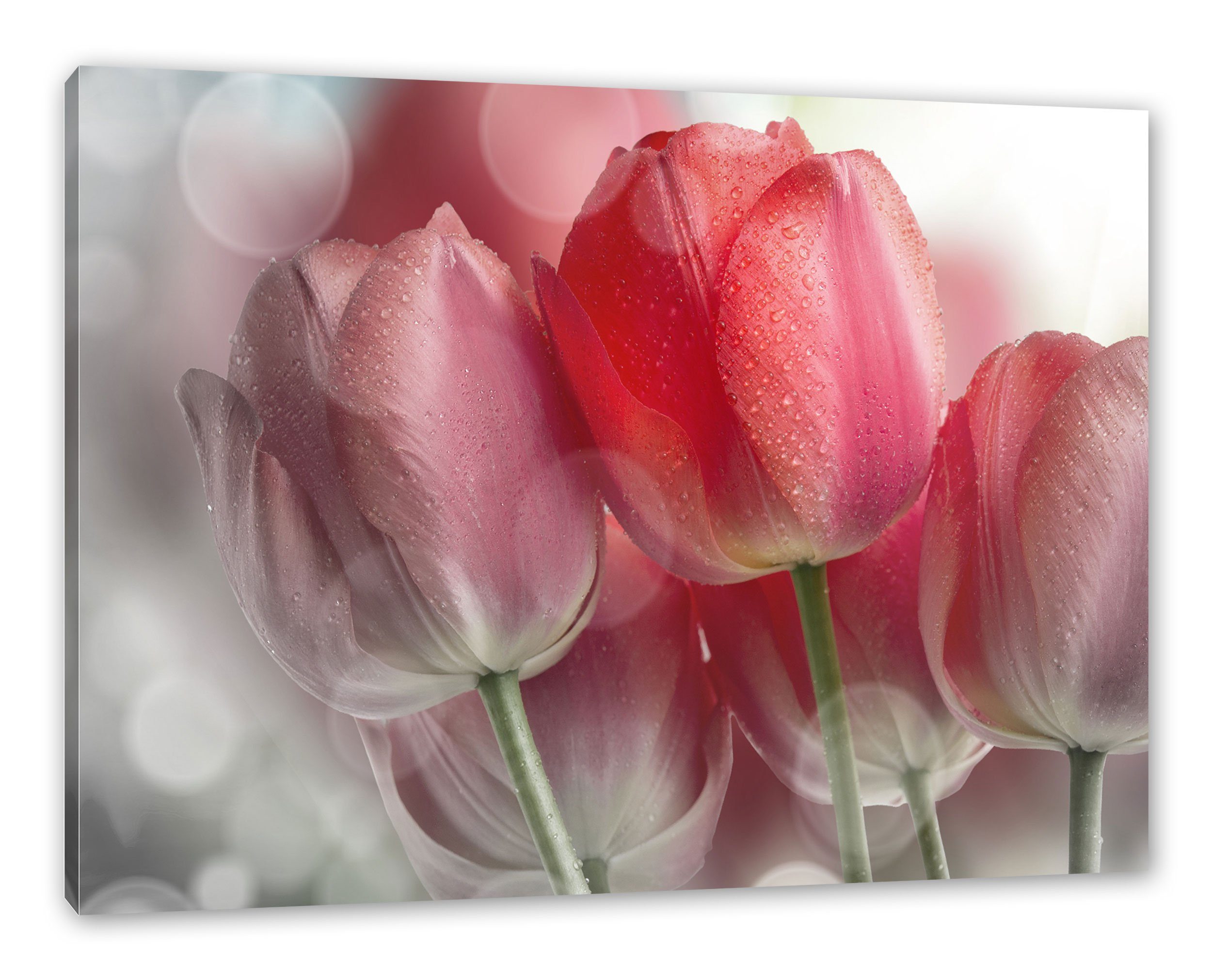 bespannt, Leinwandbild Wunderschöne (1 St), Leinwandbild inkl. Zackenaufhänger Pixxprint Wunderschöne Tulpen, fertig Tulpen