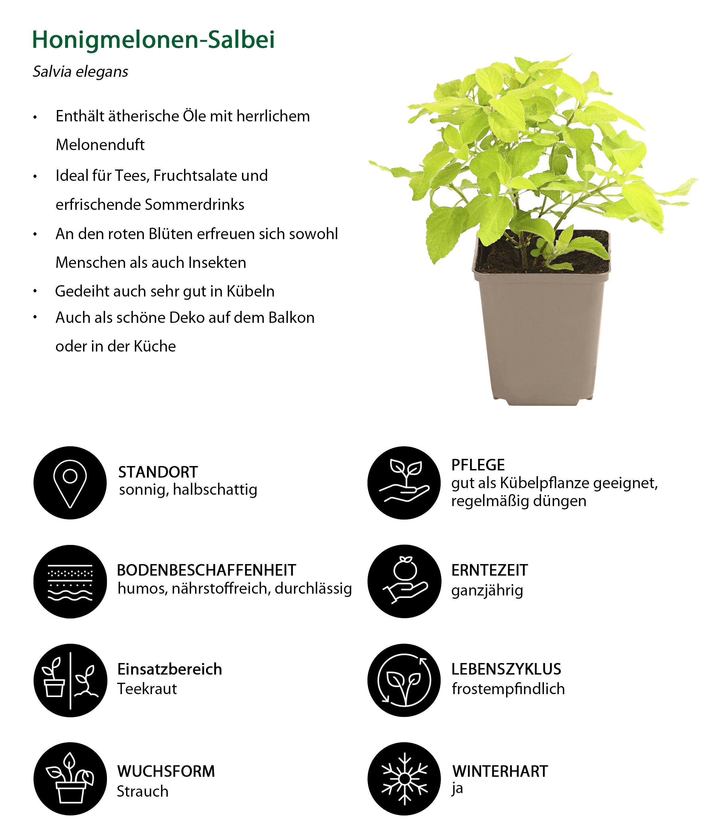Dehner Gewürzkraut Bienen Kräuter 6er Set, je 10-20 cm, Ø Topf 9 cm, insekten- und bienenfreundliche Kräuterpflanzen, aromatisch