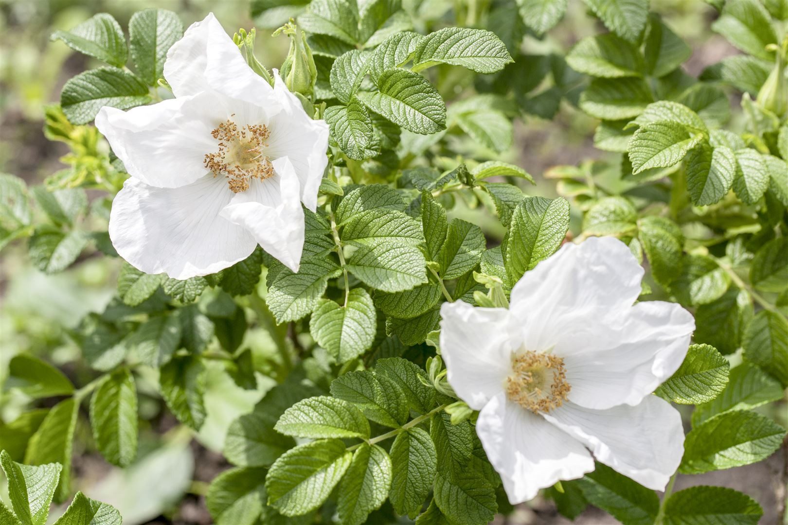 Pflanzen für Dich Rose Rosa rugosa Alba