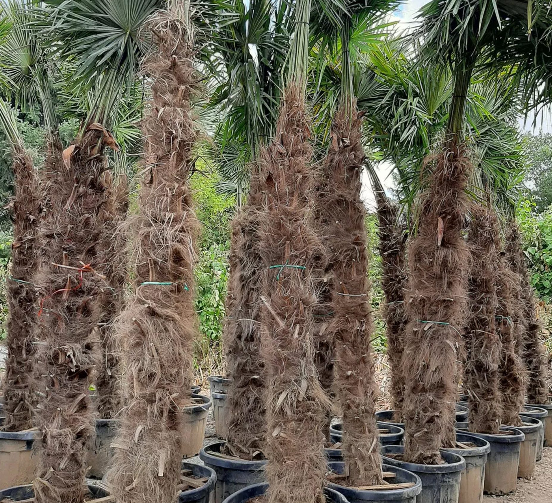 Palms-Store Baum Palme Trachycarpus Fortunei, Chinesische Hanfpalme, Winterhärte bis –19 °C, Faserbedeckter Stamm