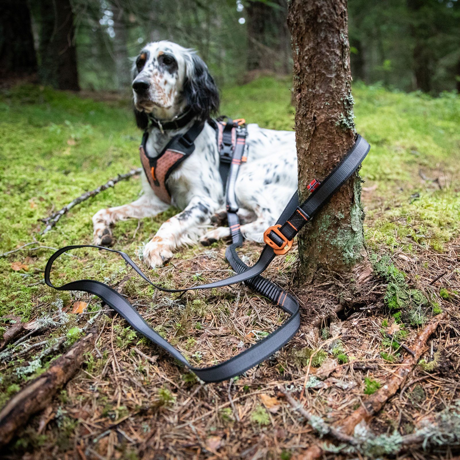 Non-stop dogwear Hundeleine BUNGEE TOURING ADJUSTABLE, Alleskönner für Spaziergänge und alltägliche Aktivitäten – Bild 4 von 5