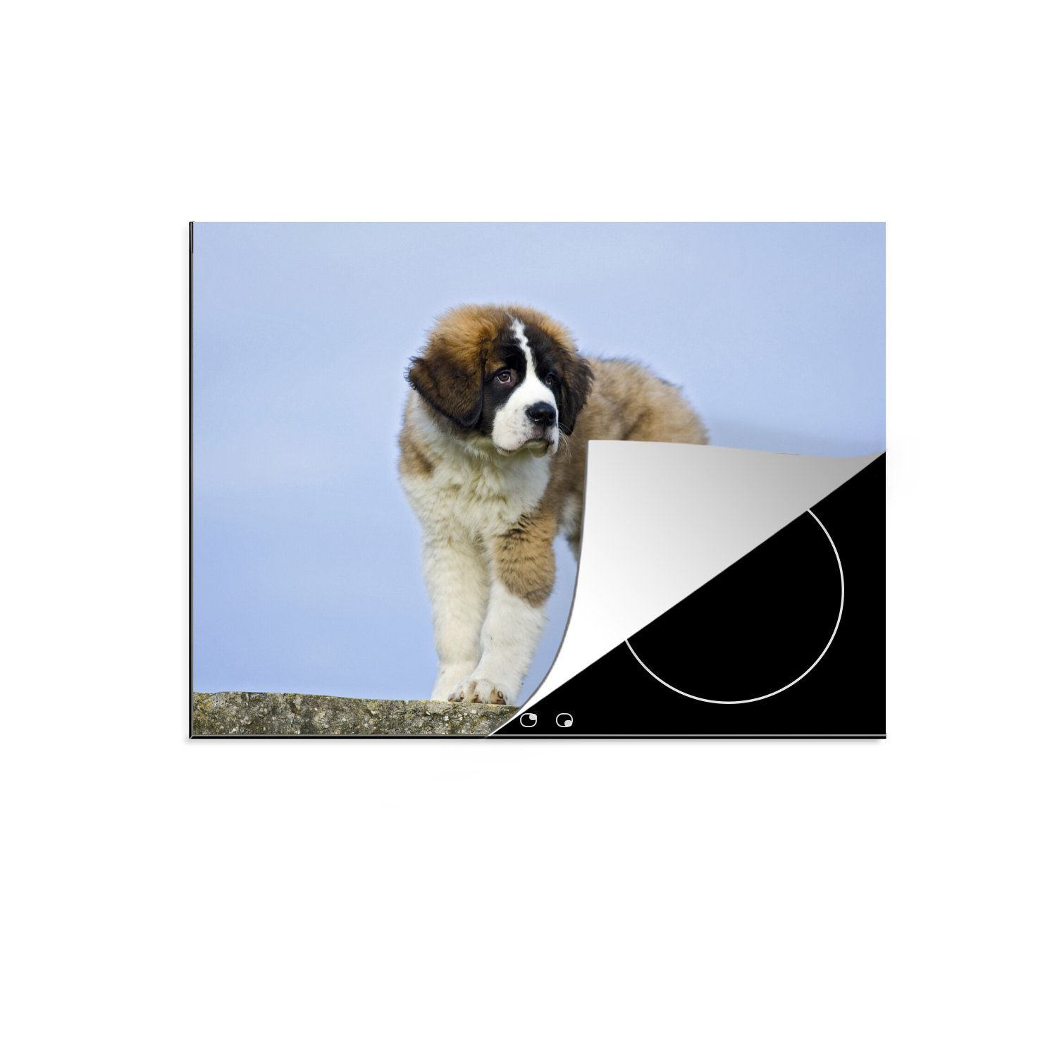 MuchoWow Herdblende-/Abdeckplatte Großer Bernhardinerhund auf einem Felsen, Vinyl, (1 tlg), 70x52 cm, Mobile Arbeitsfläche nutzbar, Ceranfeldabdeckung