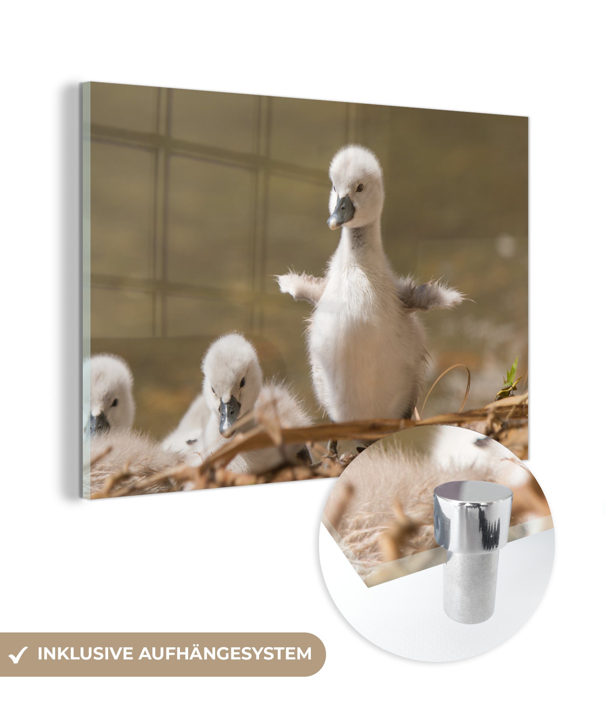 MuchoWow Acrylglasbild Baby - Schwan - Nest - Küken, (1 St), Acrylglasbilder Wohnzimmer & Schlafzimmer