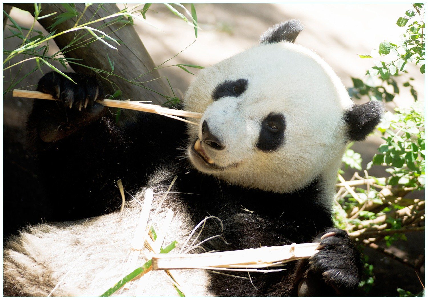 Vliestapete Panda knabbert an Bambusstücken