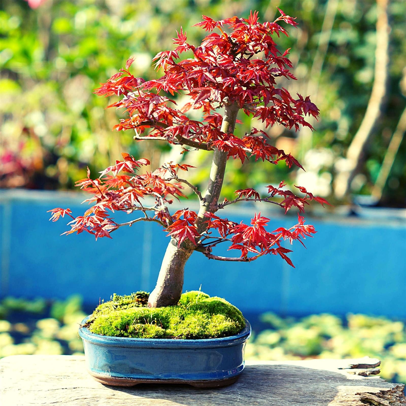 HappySeed Blumensamen Außergewöhnliche Bonsai Samen mit hoher Keimrate - Roter Fächerahorn, Bonsaifähig – Bild 5 von 5