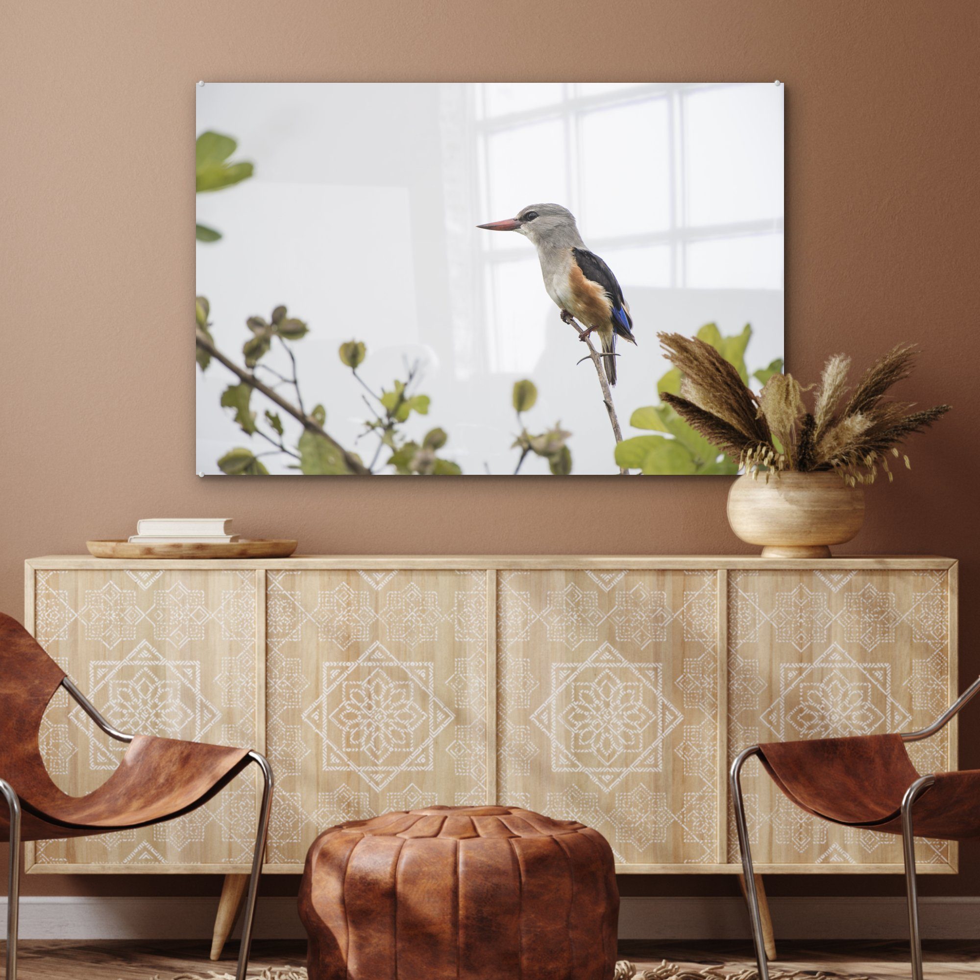 St), Graukopf-Eisvogel, beleuchtet & (1 schönen Sonne Acrylglasbild einen Die Wohnzimmer Schlafzimmer MuchoWow Acrylglasbilder