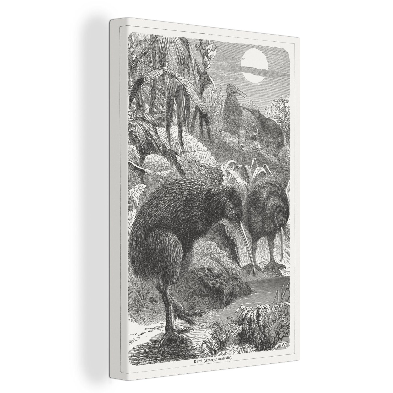 OneMillionCanvasses® Leinwandbild Schwarz-Weiß-Illustration einer Gruppe von Kiwi-Vögeln, (1 St), Leinwandbild fertig bespannt inkl. Zackenaufhänger, Gemälde, 20x30 cm