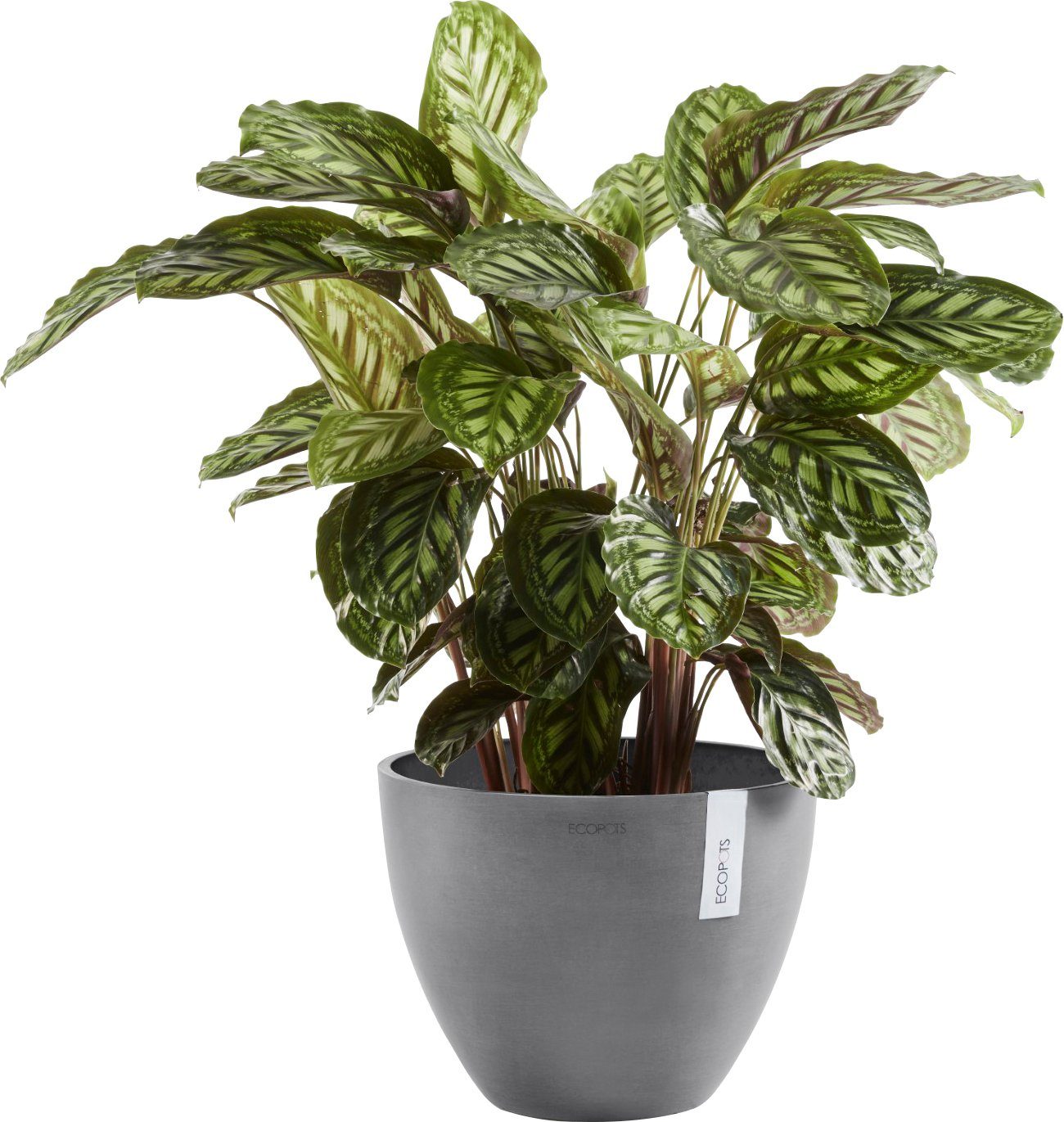 ECOPOTS Blumentopf ANTWERP 30x30x25,5 Grey, cm BxTxH