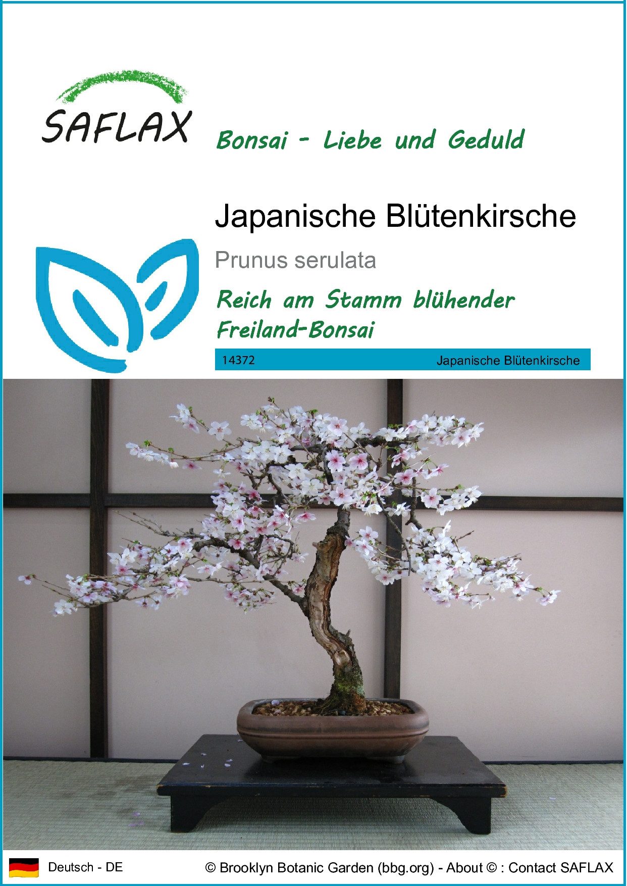 SAFLAX Blumensamen SAFLAX - Samen - günstig online kaufen