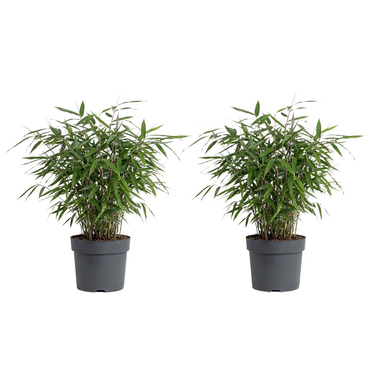 Bloomique Staude Bloomique - 2er - Set - Fargesia Asian Wonder - Bambuspflanze - Nicht, 2 St.