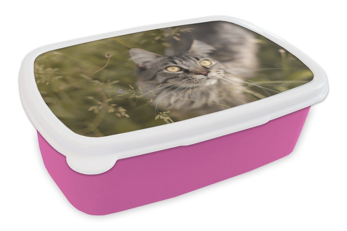 Erwachsene, Lunchbox Snackbox, rosa Kunststoff für Eine Kunststoff, Maine Gras, Brotdose Brotbox MuchoWow (2-tlg), Mädchen, im Coon-Katze hohen Kinder,