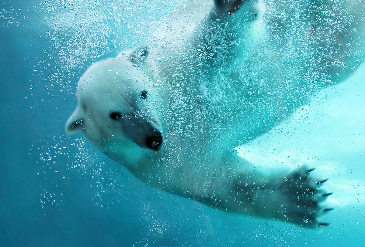 Fototapete Eisbär unterwasser