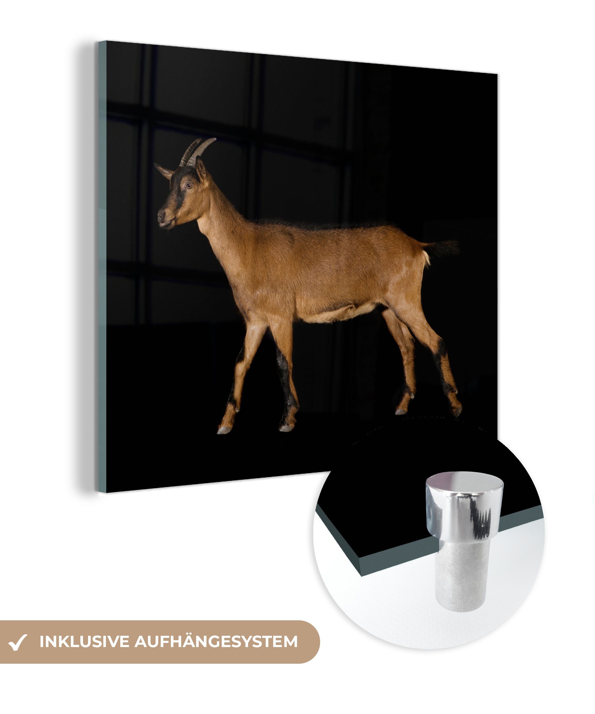 MuchoWow Acrylglasbild Braune Ziege auf schwarzem Hintergrund, (1 St), Glasbilder - Bilder auf Glas Wandbild - Foto auf Glas - Wanddekoration