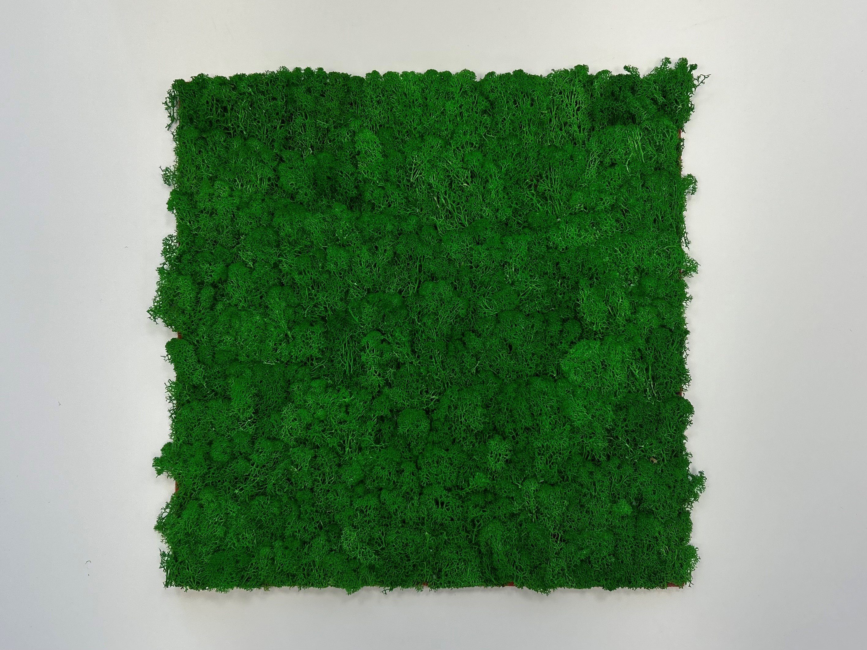 JANGAL Wandpaneel Wandpaneel Jangal Modular Wall 11100 Nature Green Moos 52 x 52 cm