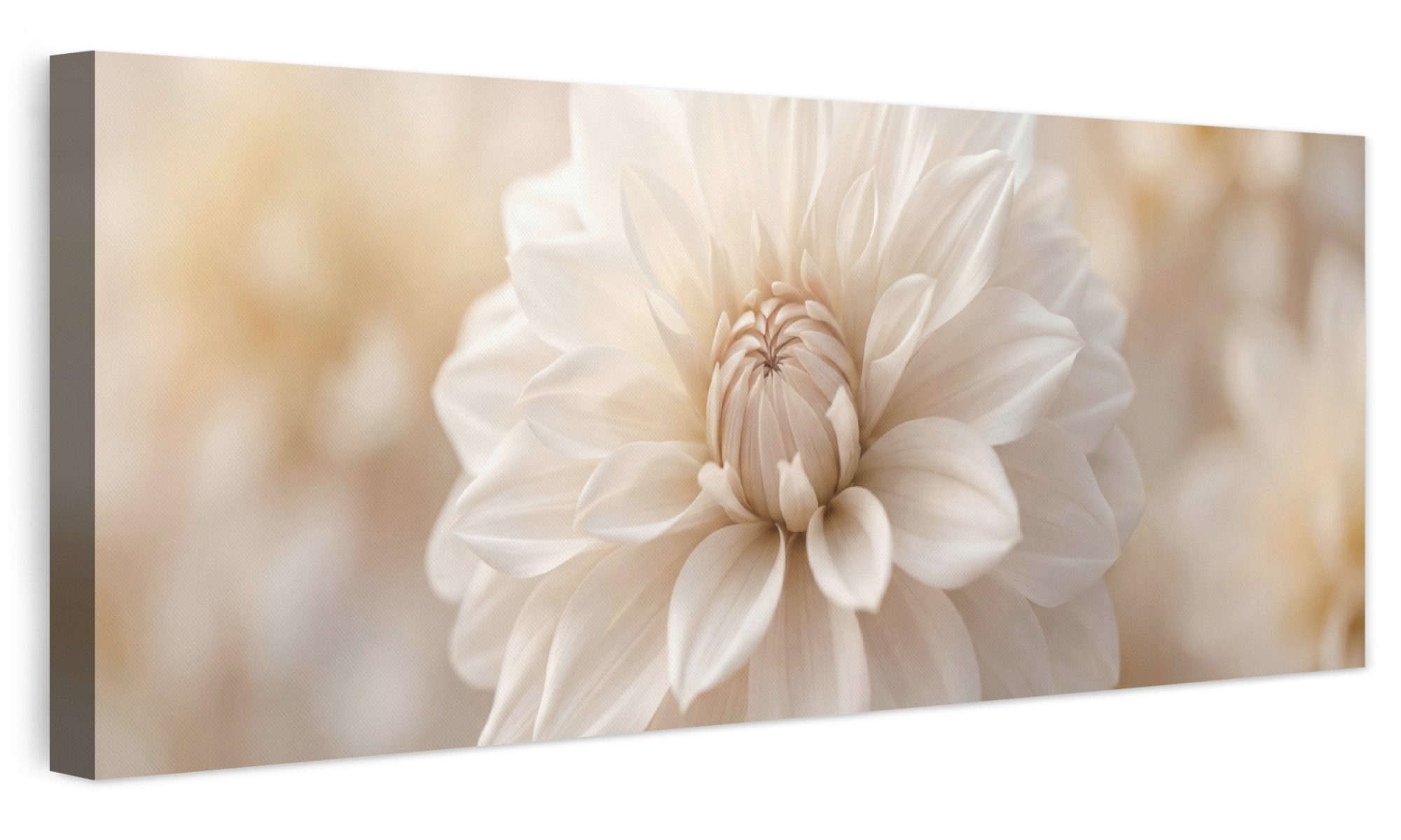 OneMillionCanvasses® Leinwandbild Panorama Blume - Dahlie - Weiß, Fotodruck (1 St), Wandbild, Deko Schlafzimmer Wohnzimmer Flur 60x20 cm