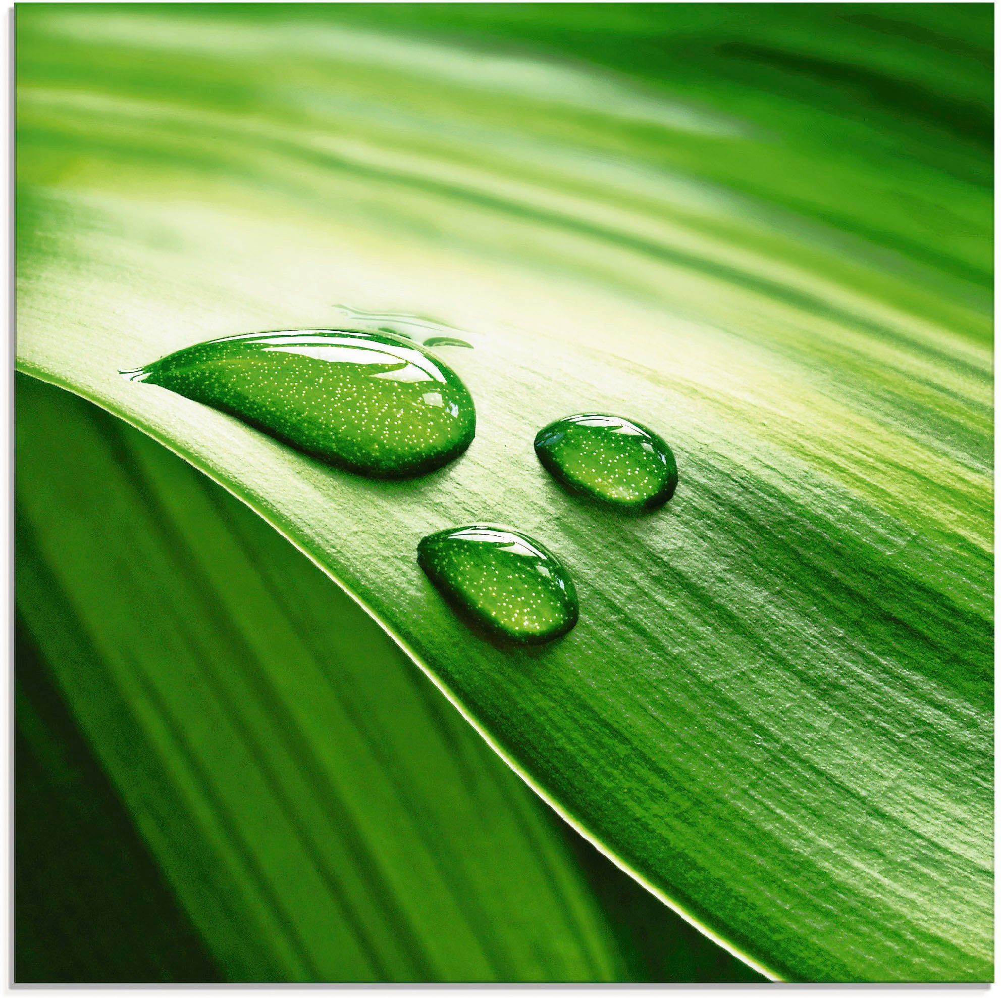 Artland Glasbild Nahaufnahme eines grünen Pflanzenblattes, in St), (1 Größen verschiedenen Blätter