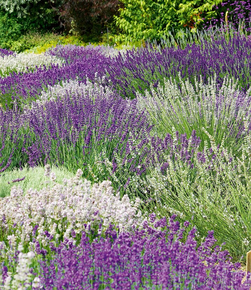 BALDUR Garten Staude 6er Lavendel-Mix 'Weiß & Blau', 6 St., winterhart, mehrjährig,duftend, pflegeleicht