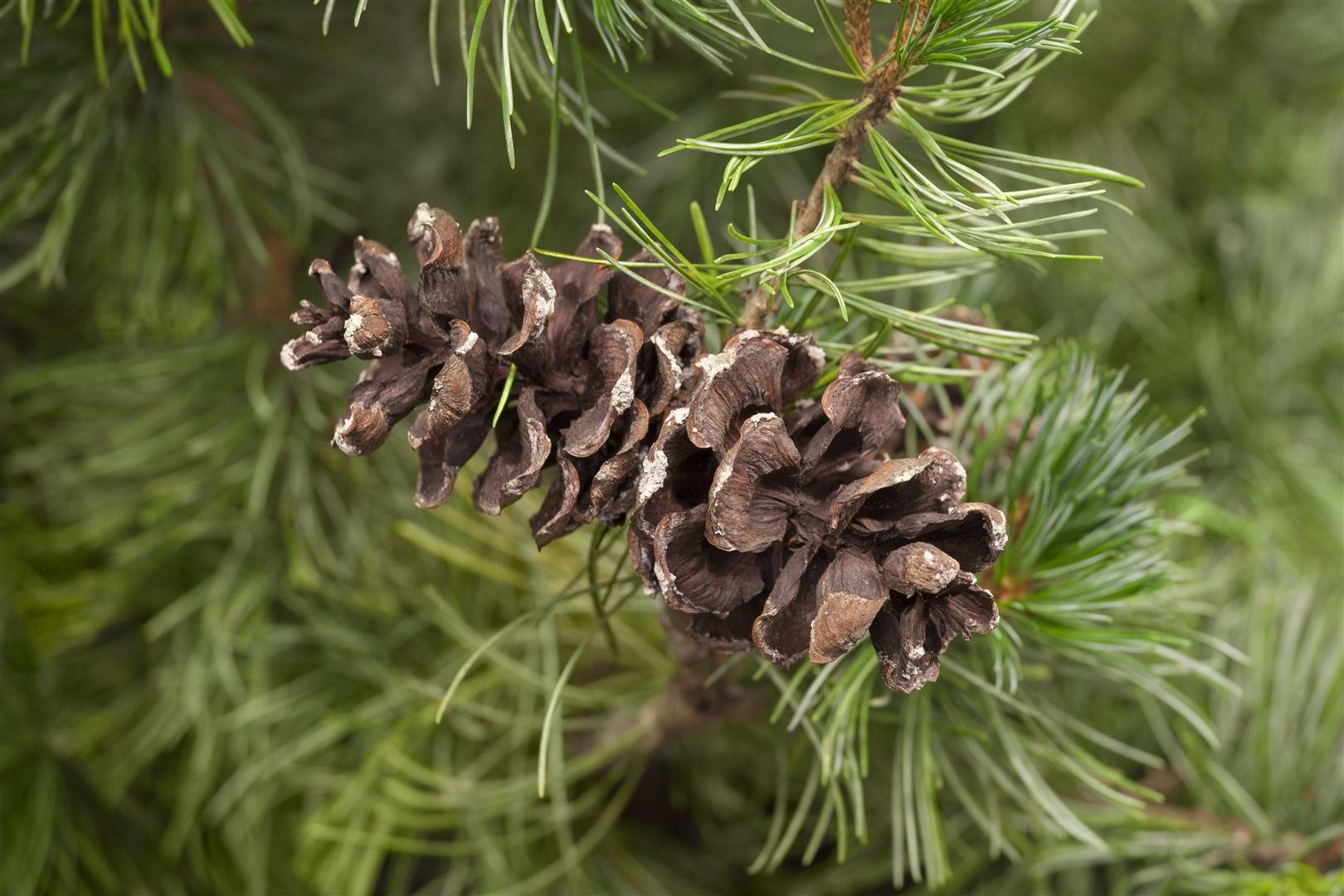 Pflanzen für Dich Konifere Pinus parviflora Tempelhof, 1 St., Tempel-Kiefer, Mädchen-Kiefer, blaugrün, kompaktwuchs