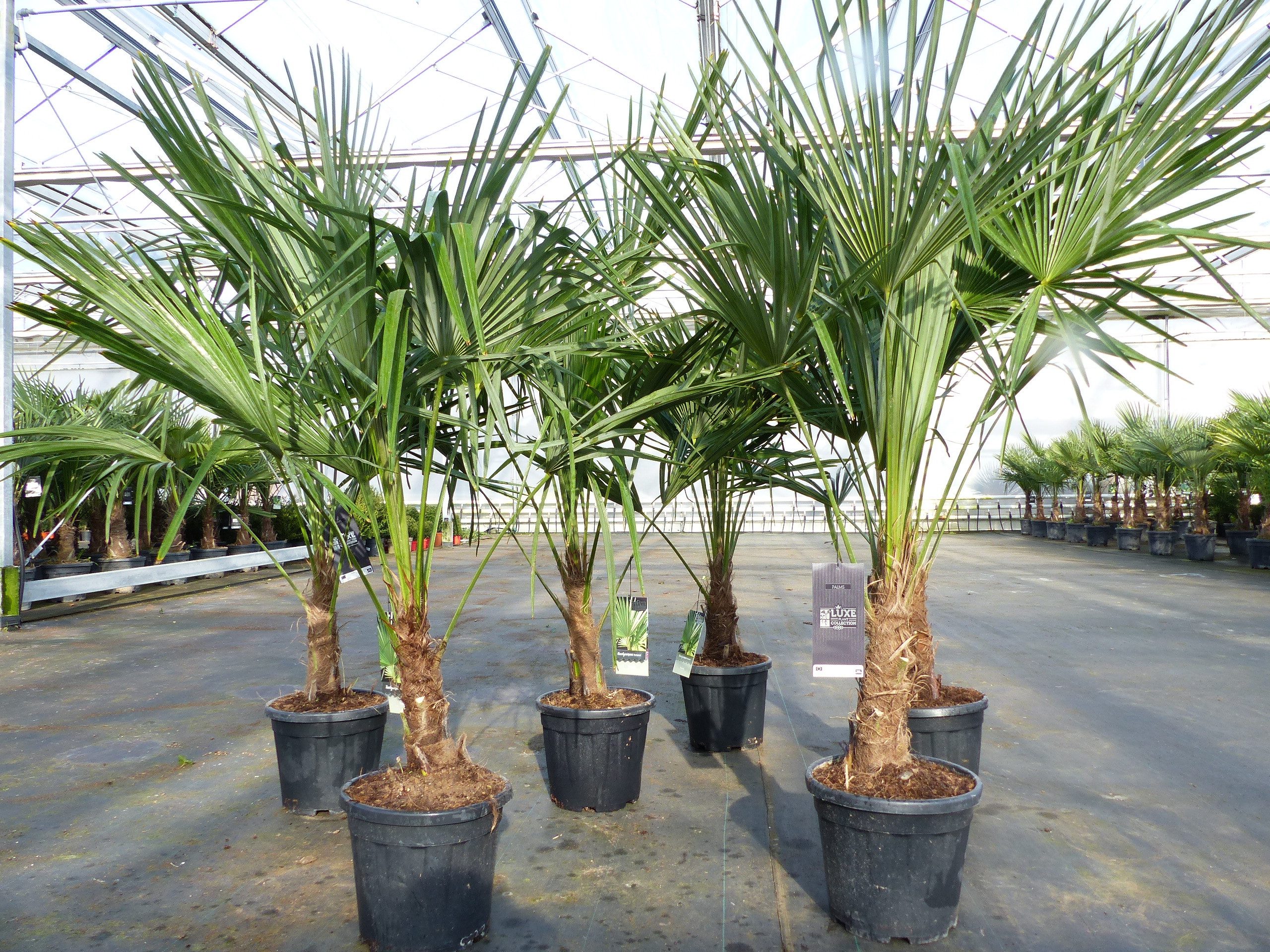 gruenwaren jakubik Baum Trachycarpus fortunei 130 - 150 cm Palme Hanfpalme, winterhart – Bild 5 von 5