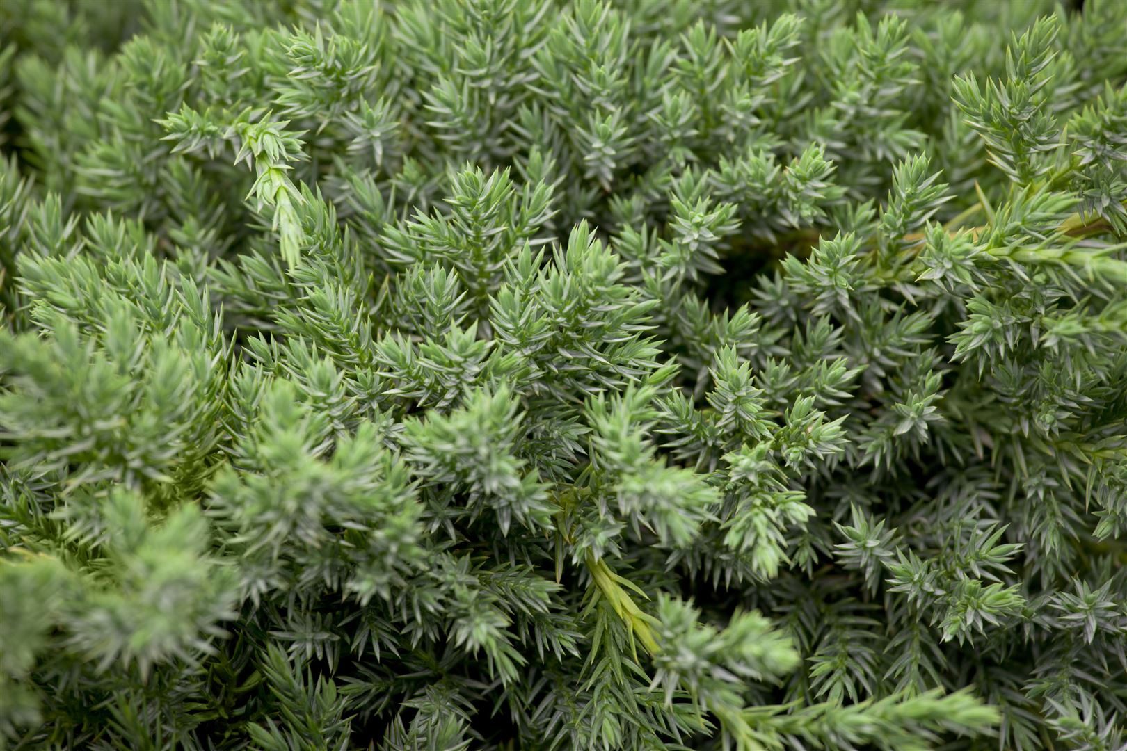 Pflanzen für Dich Konifere Juniperus squamata Blue Carpet, 1 St., Blauer Zwergwacholder, Teppichwacholder, blaugrau, bodendecker