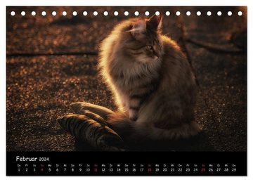 CALVENDO Wandkalender Katzen Blues (Tischkalender 2024 DIN A5 quer), CALVENDO Monatskalender