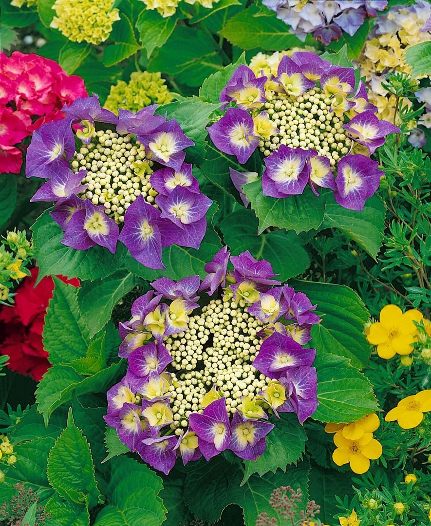 Pflanzen für Dich Gehölze Hydrangea macrophylla Frisbee Hot Pink, 1 St., Bauernhortensie, Gartenhortensie