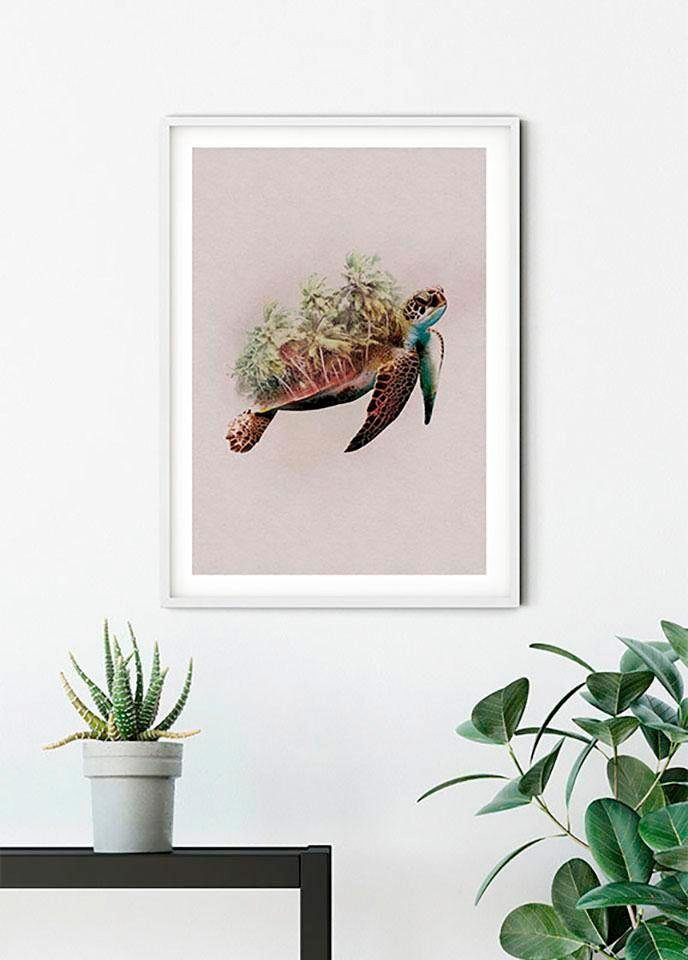Komar Turtle, St), Paradise Poster (1 Schlafzimmer, Animals Kinderzimmer, Tiere Wohnzimmer