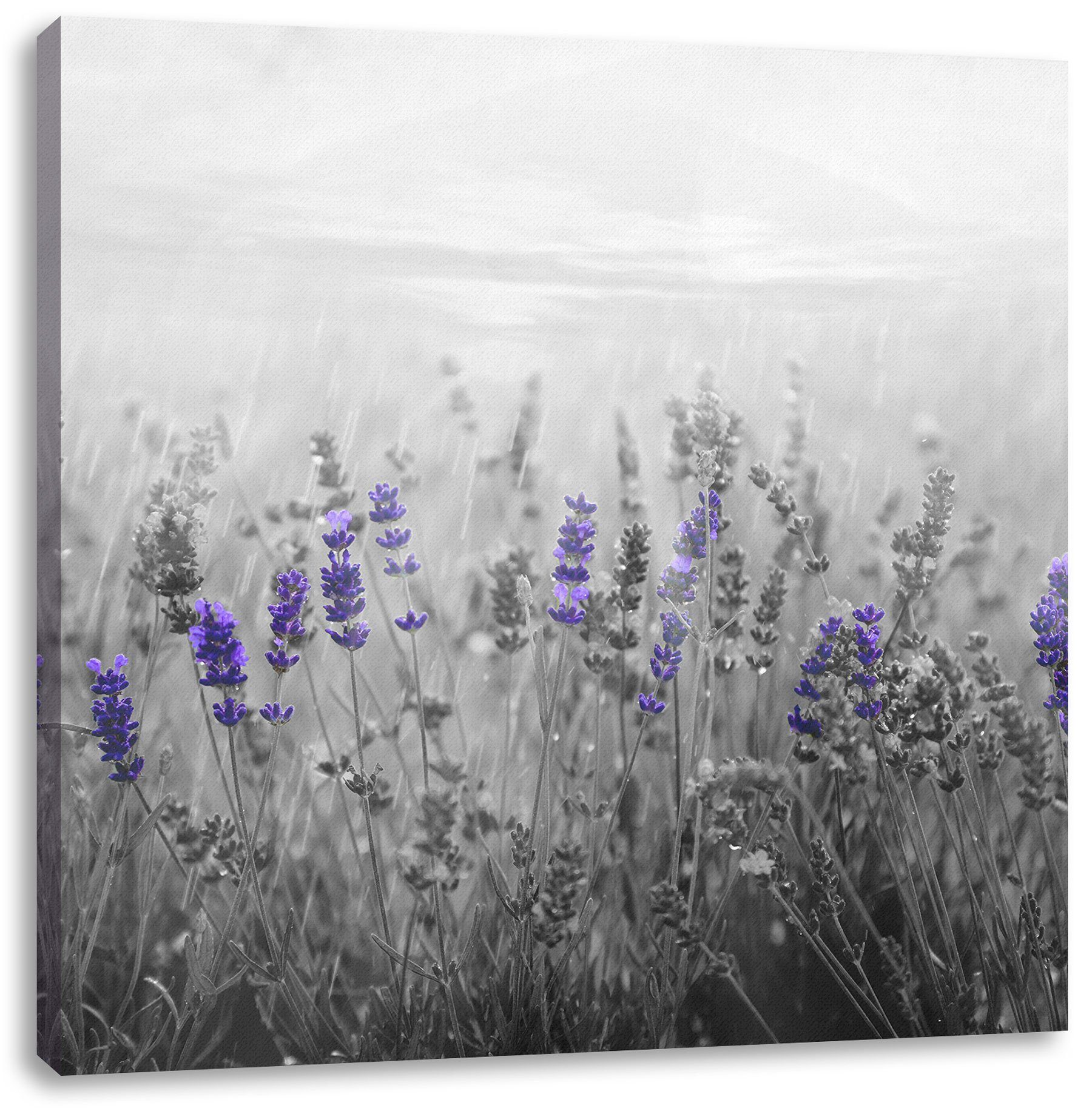 (1 fertig inkl. Pixxprint Leinwandbild Leinwandbild Lavendelfeld, Lavendelfeld bespannt, wunderschönes St), wunderschönes Zackenaufhänger
