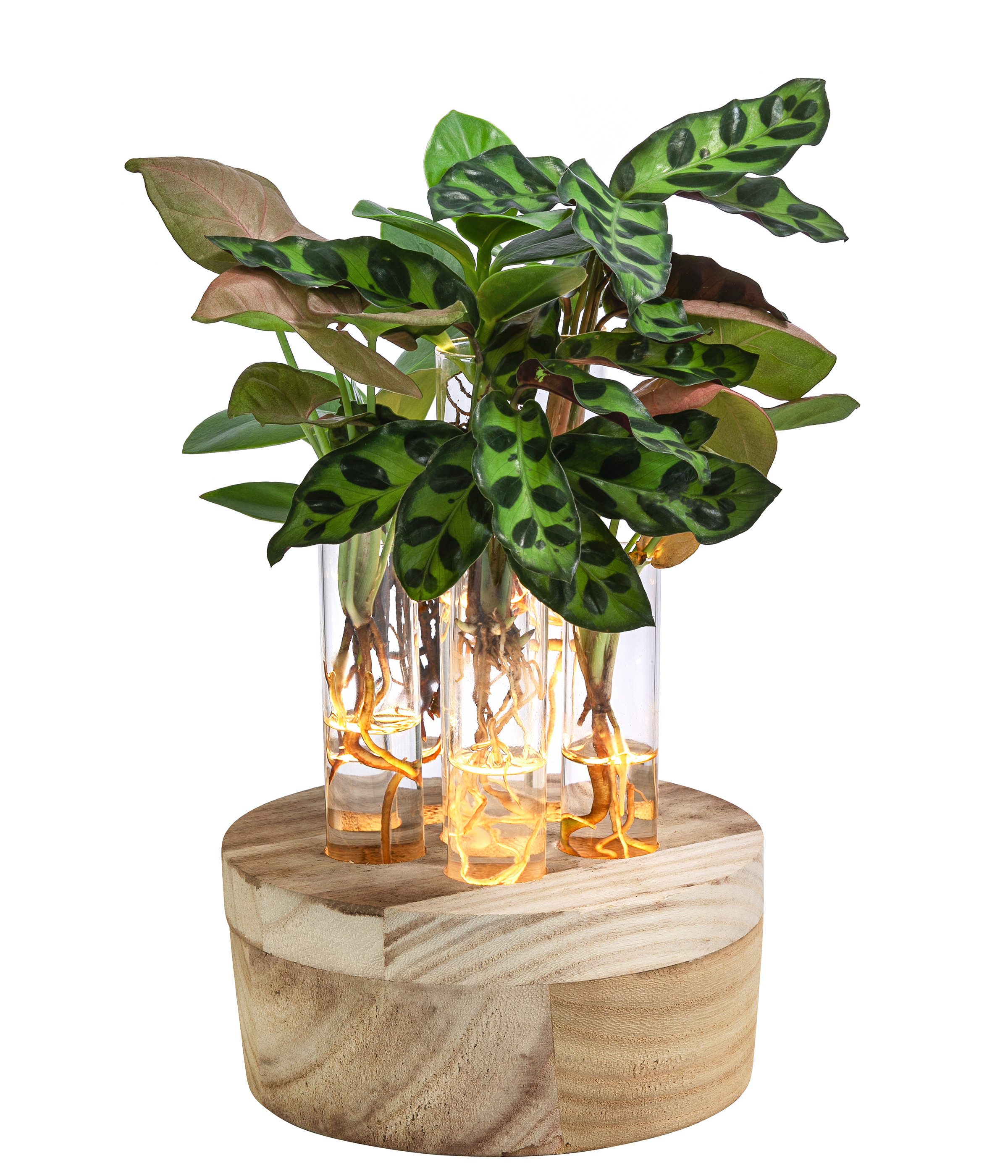 Dehner Zimmerpflanze Waterplant Set 6-tlg., Korbmarante, Balsamapfel, Purpu günstig online kaufen