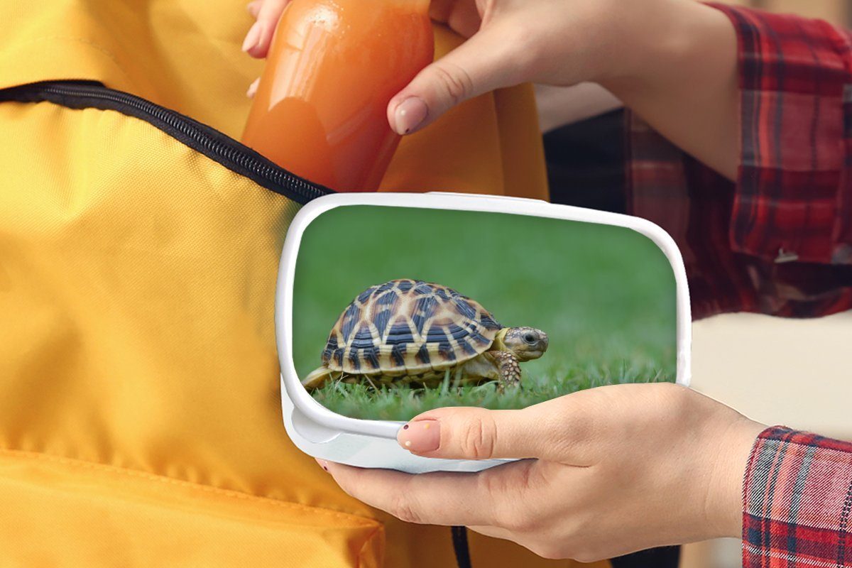 im Brotdose, Gras, weiß für für und Mädchen Lunchbox (2-tlg), und Jungs Kunststoff, Schildkröte Erwachsene, Brotbox MuchoWow Kinder