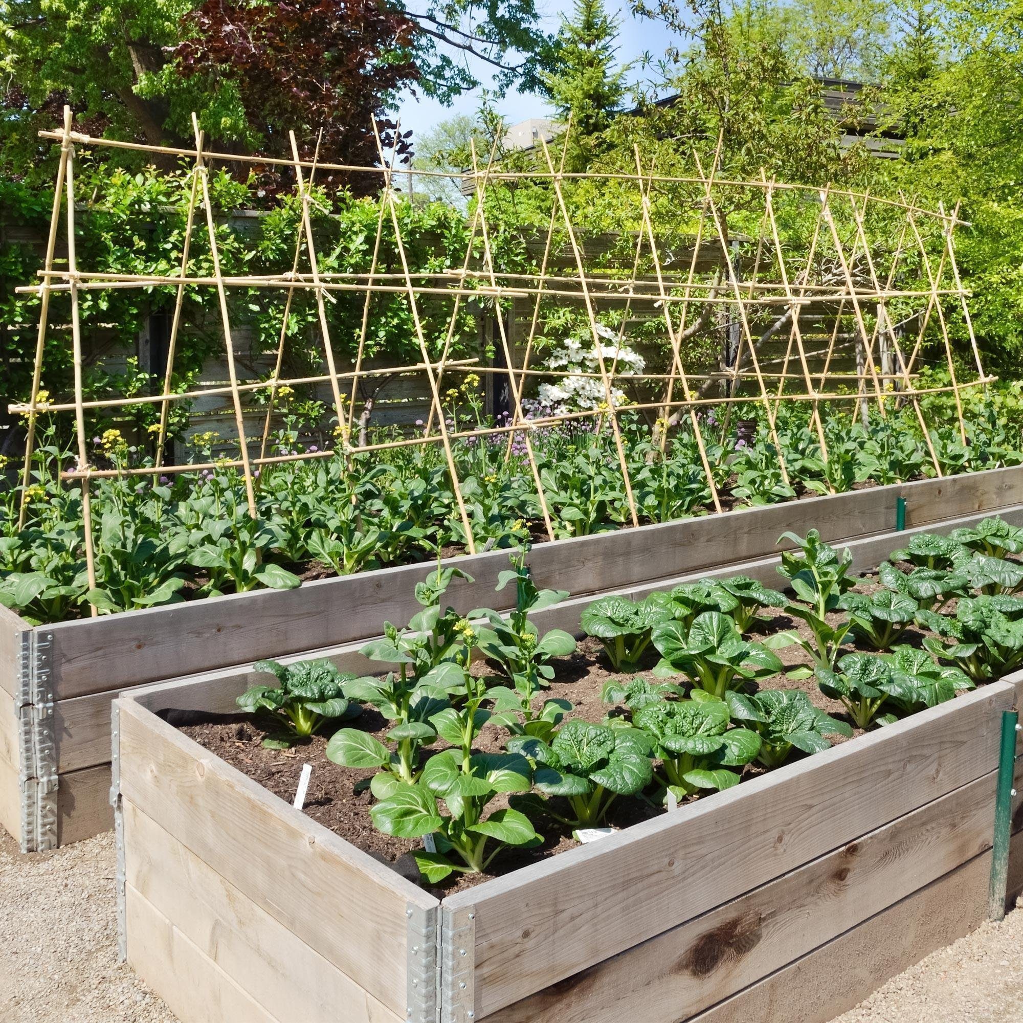 UNUS GARDEN Spalier Bambusstäbe Rankstäbe, Pflanzenstäbe Bambus, 25 St., 25 Stück, 105cm, natürliche Farbe, Pflanzenstütze, Bambusstangen Set Blumenstützen, Rob – Bild 5 von 5