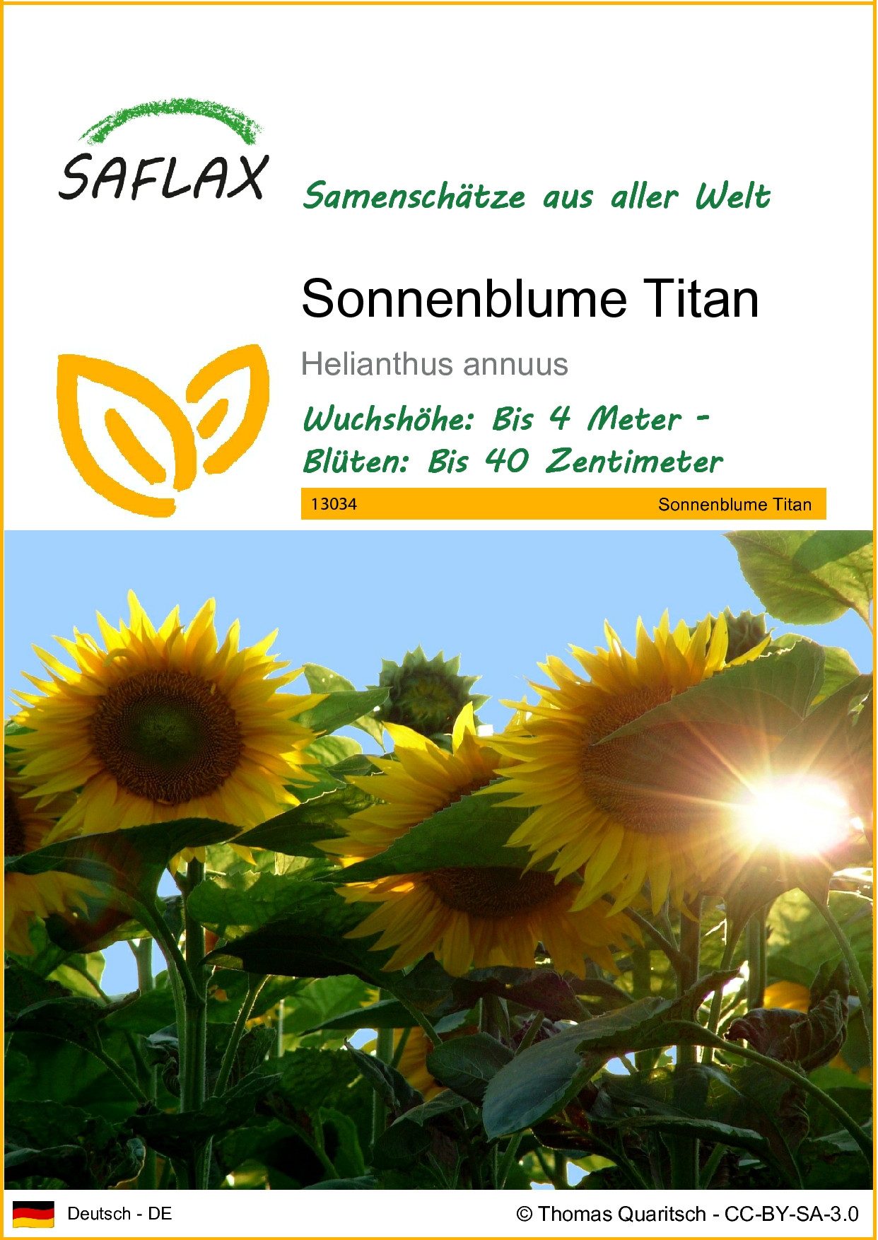 SAFLAX Blumensamen SAFLAX - Samen - günstig online kaufen