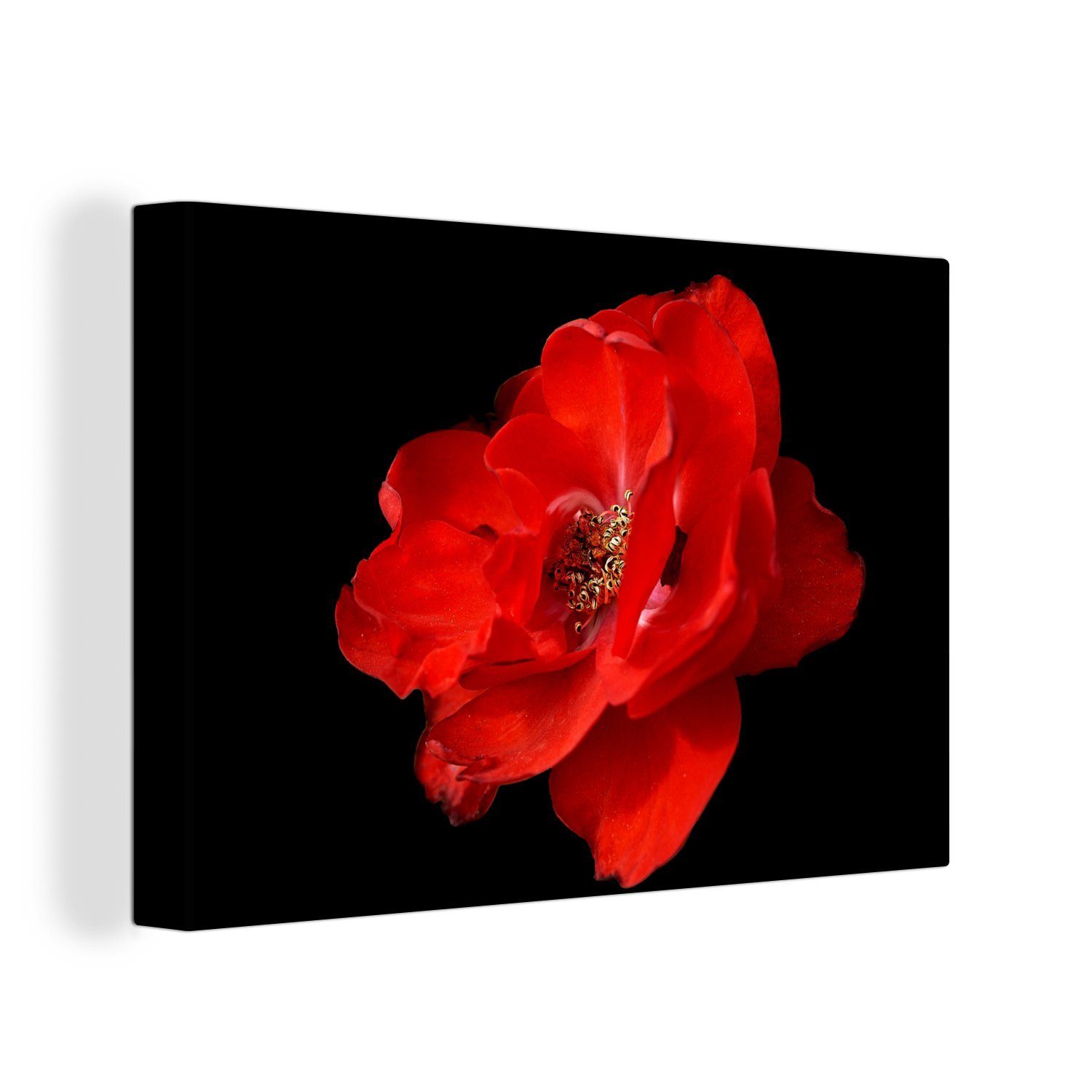 OneMillionCanvasses® Leinwandbild Eine rote Pfingstrose auf schwarzem Hintergrund, (1 St), Wandbild Leinwandbilder, Aufhängefertig, Wanddeko, 30x20 cm