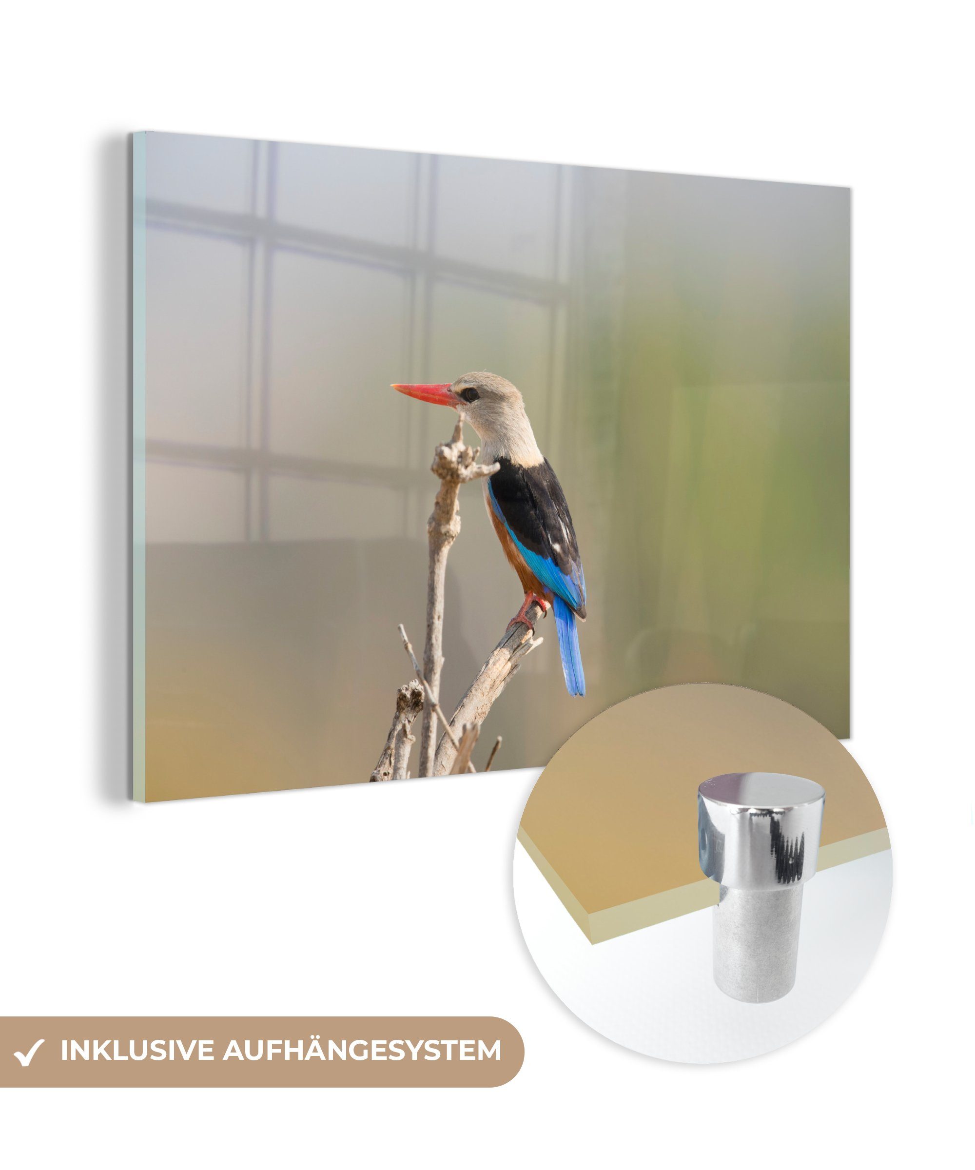 MuchoWow Acrylglasbild Graukopfliest klettert auf die Spitze eines Astes, (1 St), Acrylglasbilder Wohnzimmer & Schlafzimmer | Bilder