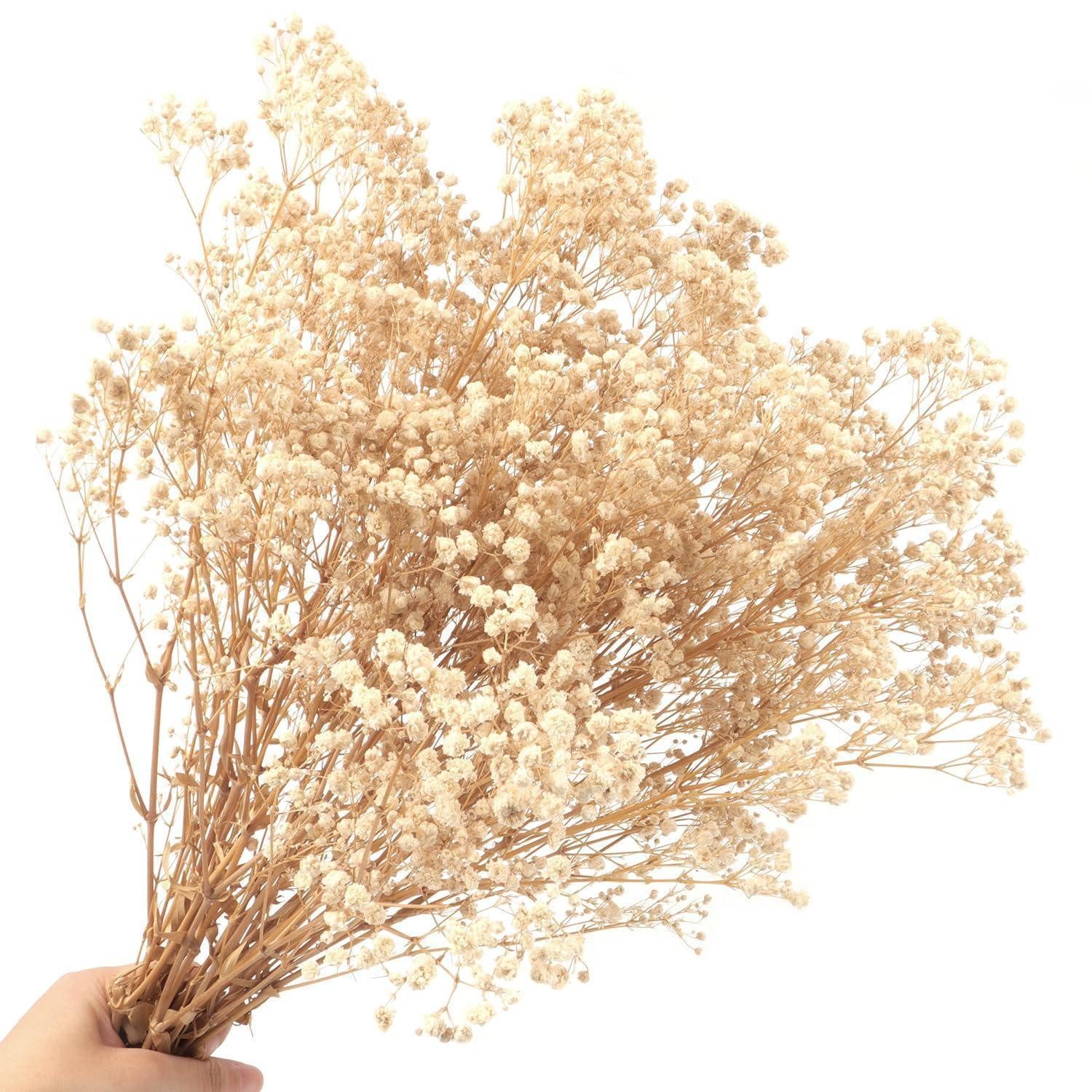 Trockenblume Trockenblumen Schleierkraut 40cm weiß 70g, LuxusKollektion, Höhe 15 cm