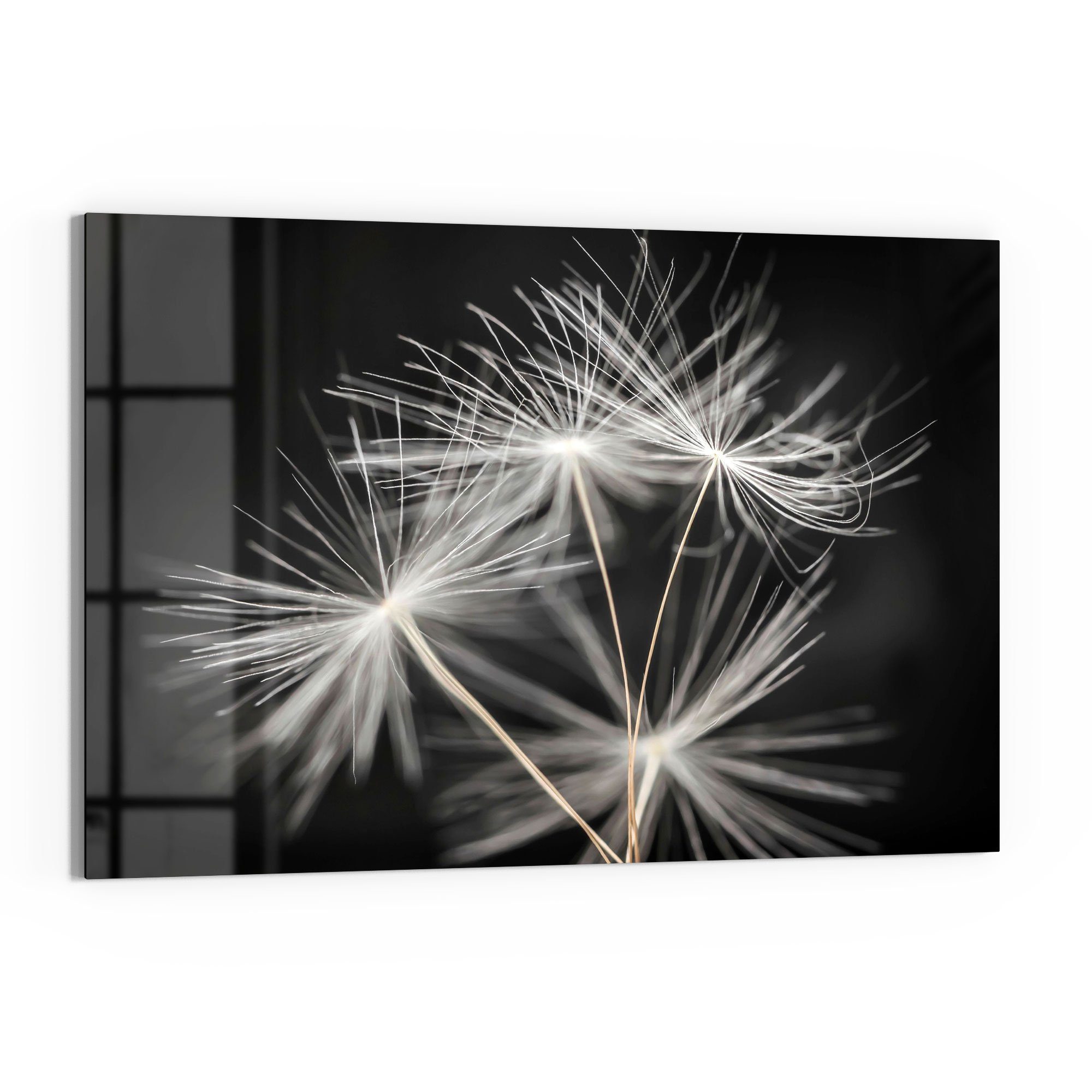 DEQORI Glasbild 'Samen der Pusteblume', 'Samen günstig online kaufen