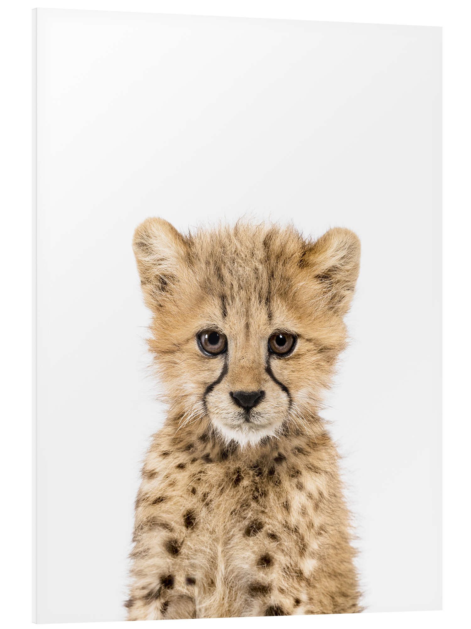 Posterlounge Wandbild Babygepard, Sisi And Seb, erhältlich als Poster, Leinwandbild, Wandsticker oder Acrylglasbild