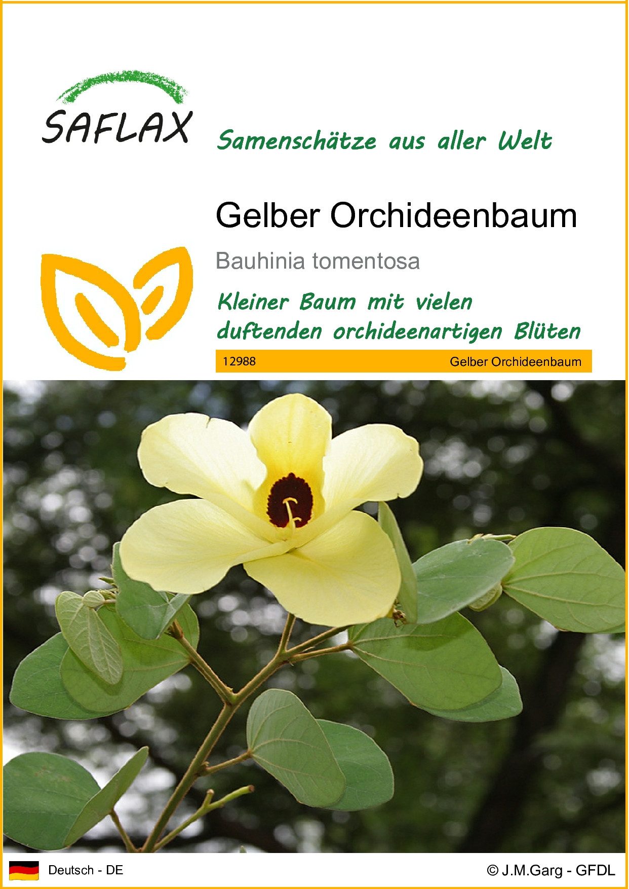 SAFLAX Blumensamen SAFLAX - Samen - Gelber Orchideenbaum
