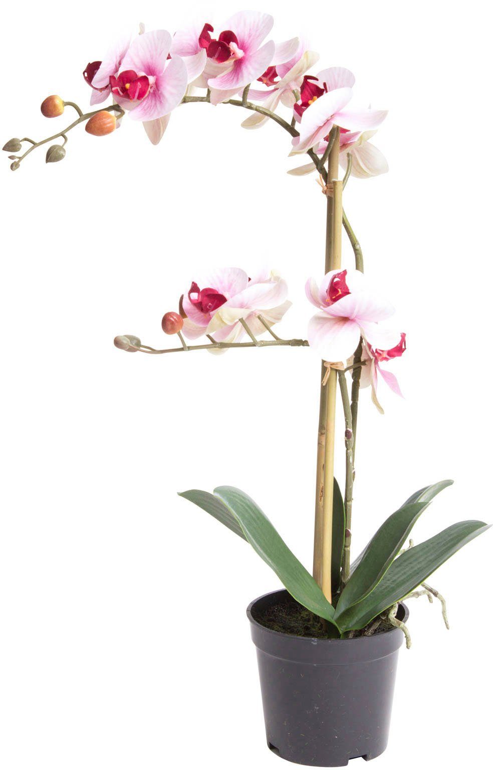 verwendbar Bora 50 Orchidee, Orchidee cm, Langlebig, vielseitig Botanic-Haus, Höhe pflegeleicht Kunstorchidee und