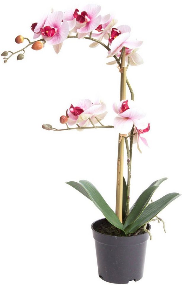 Kunstorchidee Orchidee Bora Orchidee, Botanic-Haus, Höhe 50 cm, Langlebig,  pflegeleicht und vielseitig verwendbar