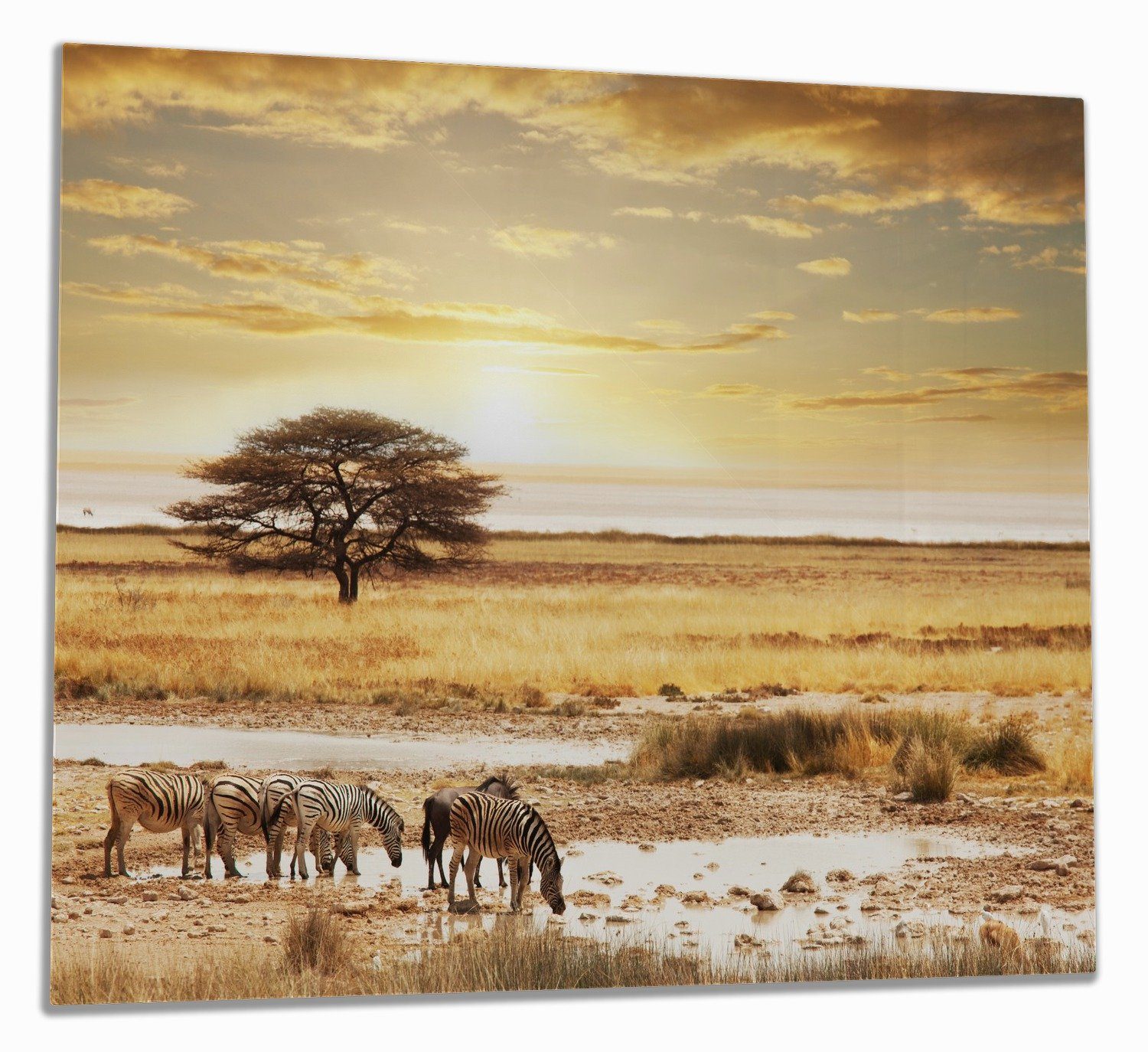 Noppen), Wasser, Größen verschiedene ESG-Sicherheitsglas, Herd-Abdeckplatte (Glasplatte, Safari in eine 5mm Afrika Herde am inkl. 1 tlg., Wallario Zebras