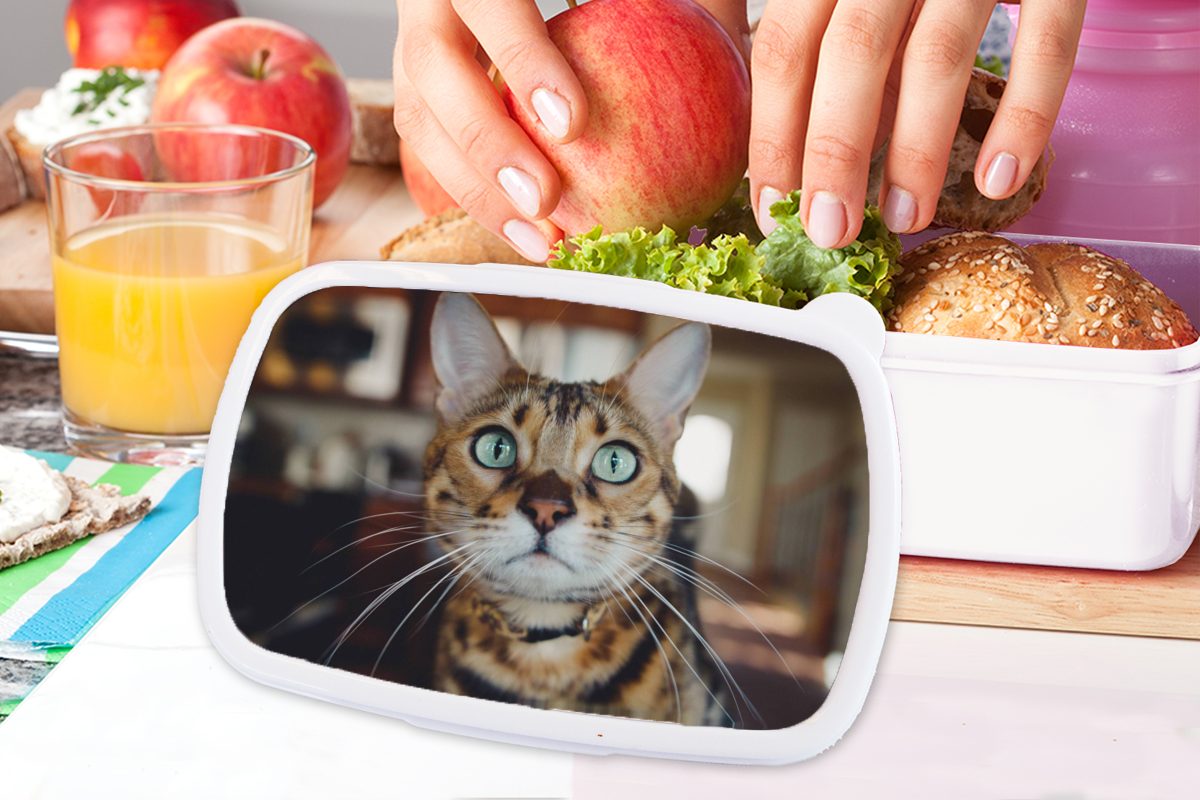 MuchoWow Lunchbox Katze - weiß (2-tlg), für Brotdose, Kinder Jungs für Brotbox Porträt, Schnurrhaare und und - Mädchen Kunststoff, Erwachsene